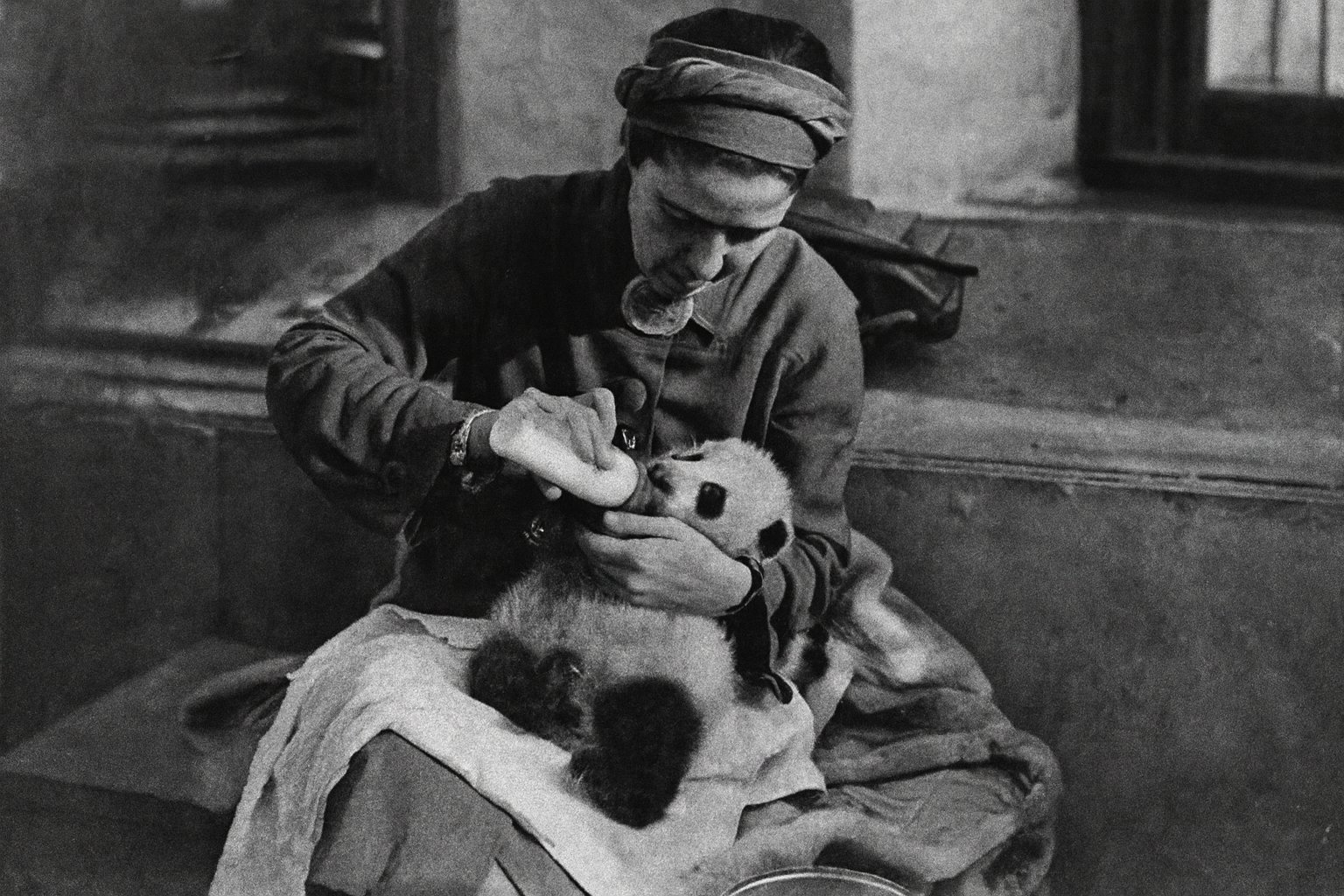 Su-Lin the Panda, America’s First Encounter with China’s Rarest Bear