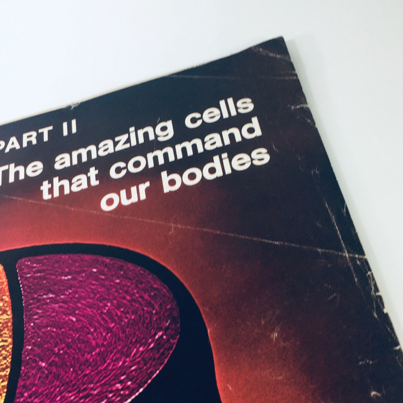 Detail shot of the top of the VTG Life Magazine October 22 1971 cover, highlighting the title 'Part II The Amazing Cells that Command Our Bodies' in bold font.