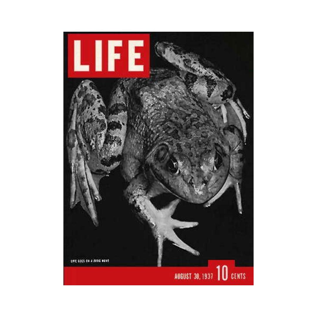 Life Magazine August 30, 1937 - Frog Hunt 90-94, Historic Articles and Captivating Photography