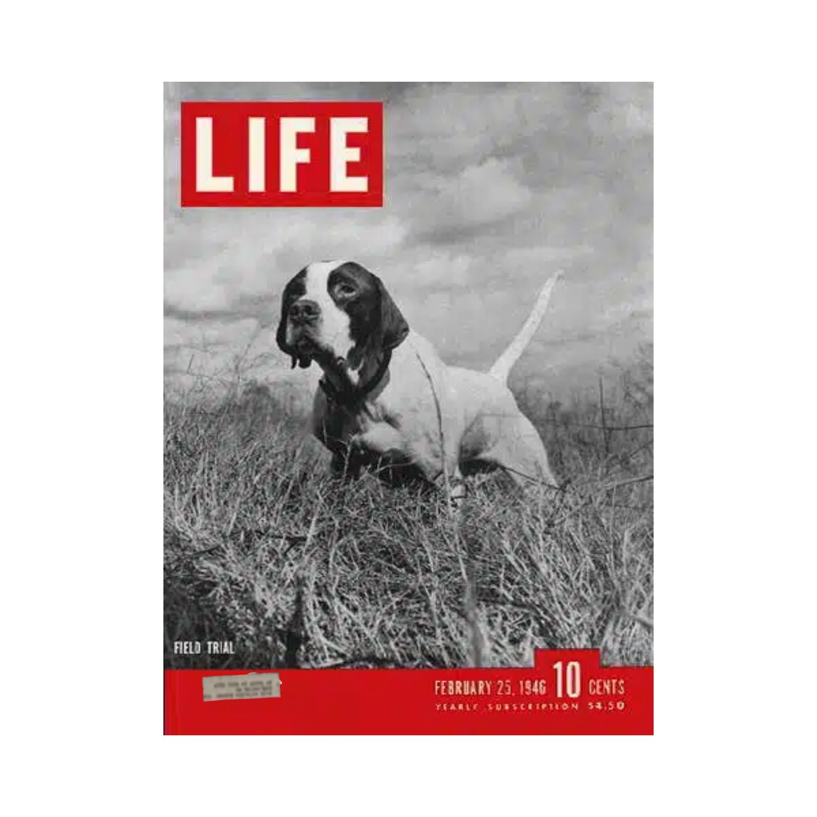 VTG Life Magazine February 25, 1946 showcasing a Bird Dog Field Trial on the cover with a dog in a field, capturing the essence of post-World War II America.