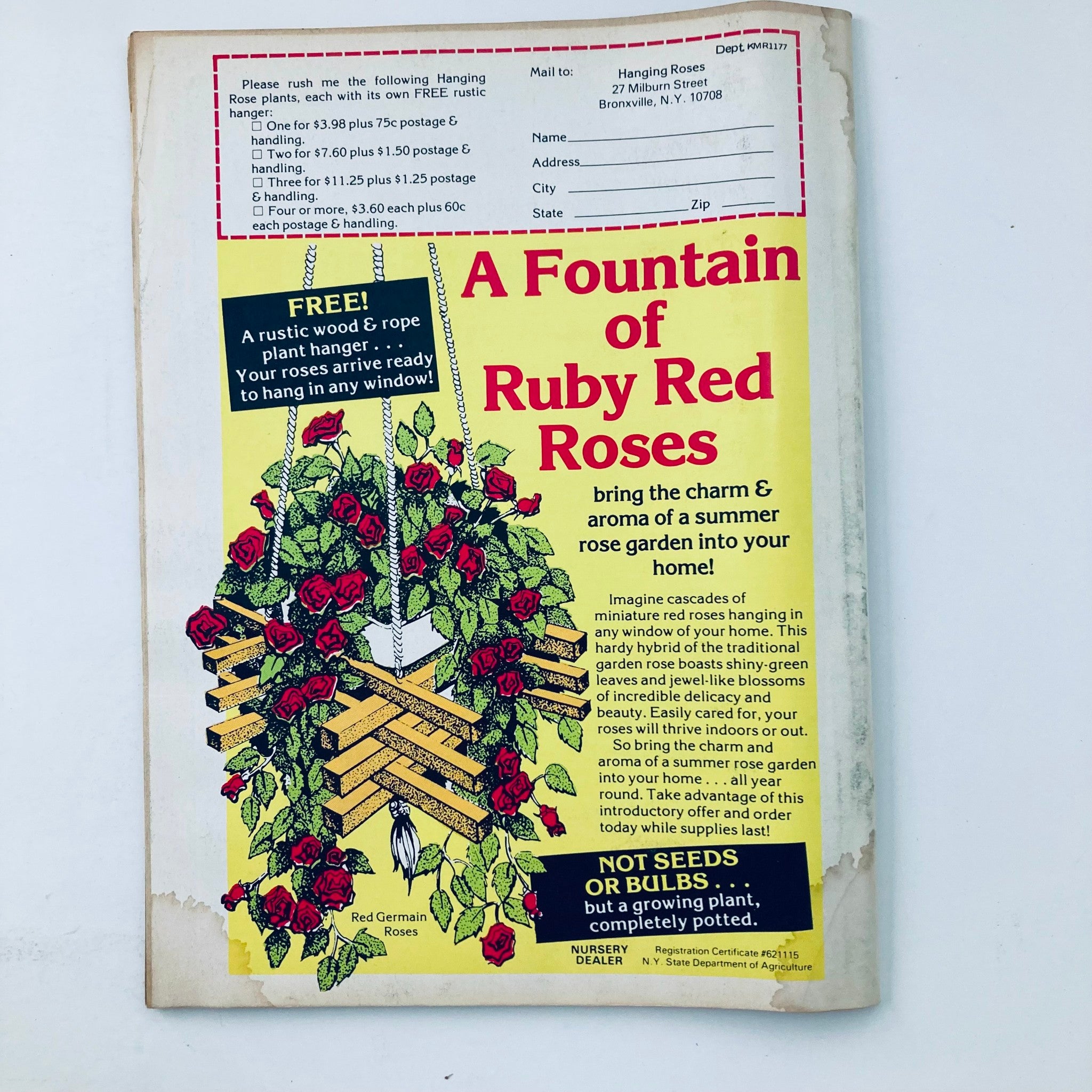 A vintage advertisement featuring a hanging basket of ruby red roses, promoting a rustic wood and rope plant hanger. The ad highlights the charm and aroma of a summer rose garden, appealing to gardening enthusiasts. This image is part of the VTG Teen Bag Magazine November 1977, known for featuring Mark Hamill and Lisa Presley.