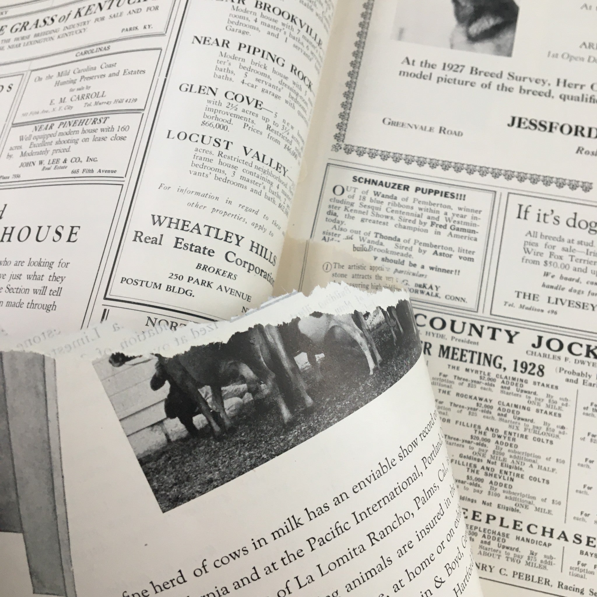 Inside pages of The Spur Magazine February 1 1928 showcasing advertisements and articles related to Schnauzers and other topics, reflecting the era's design and style.