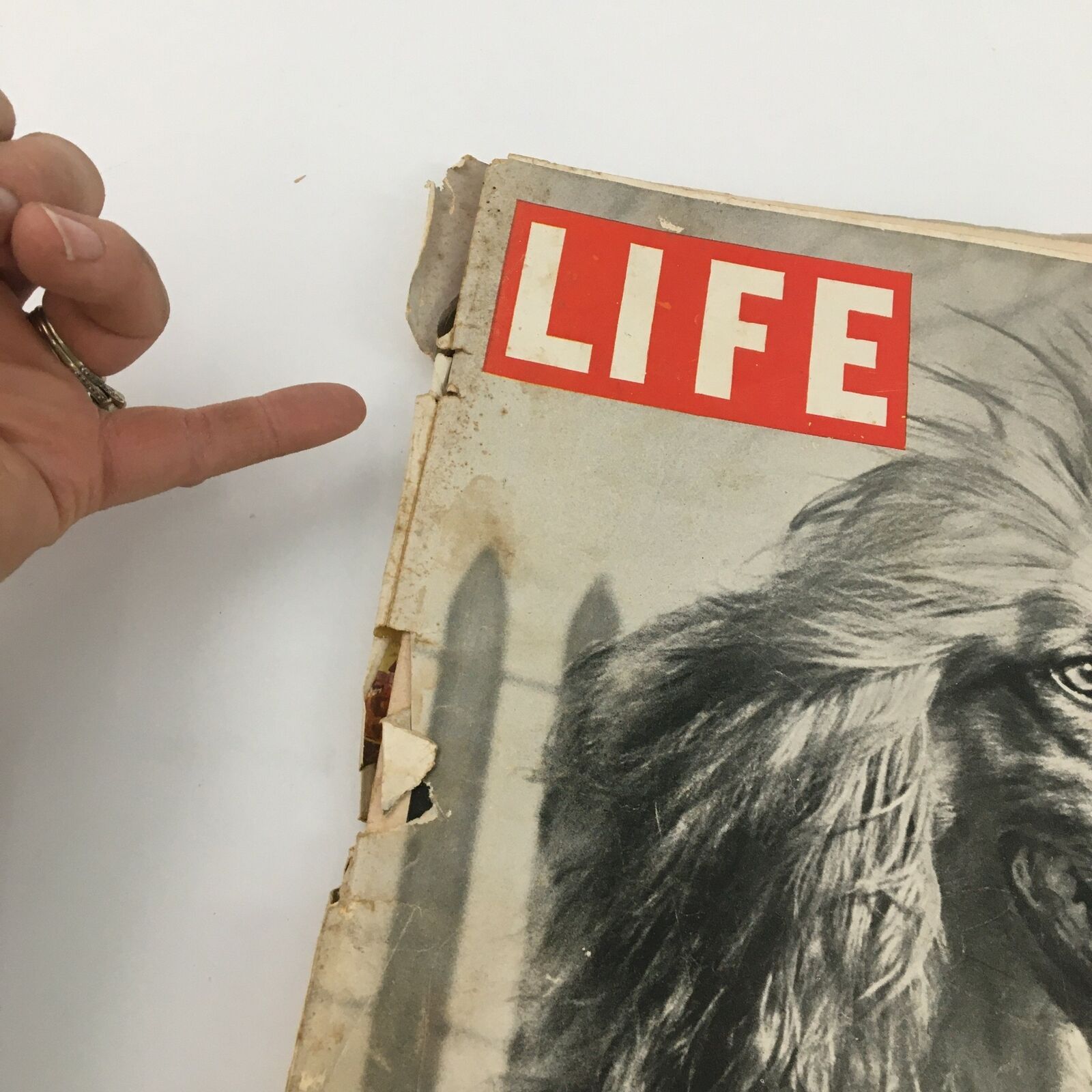 VTG Life Magazine November 26 1945 Champion Afghan Hound Newsstand