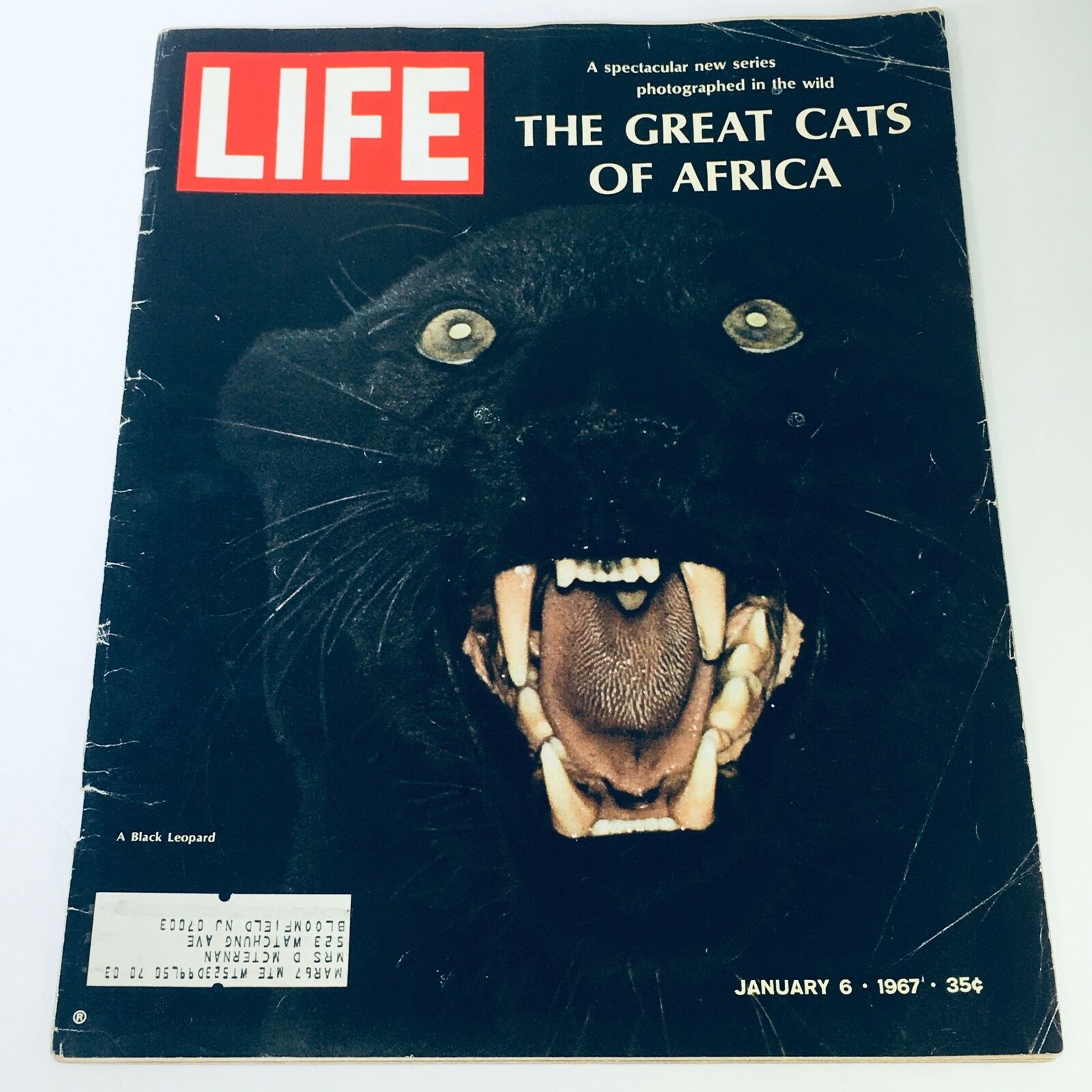 VTG Life Magazine January 6 1967 - The Great Cats of Africa, The Black Leopard