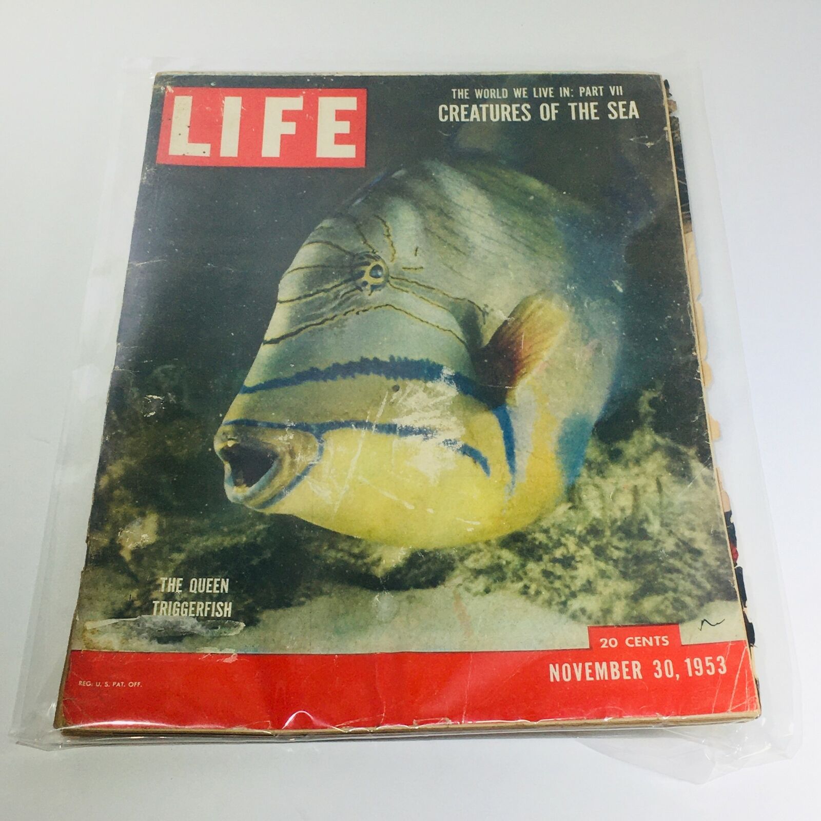 VTG Life Magazine: Nov 30 1953 - The Queen Triggerfish/Creatures of  the Sea