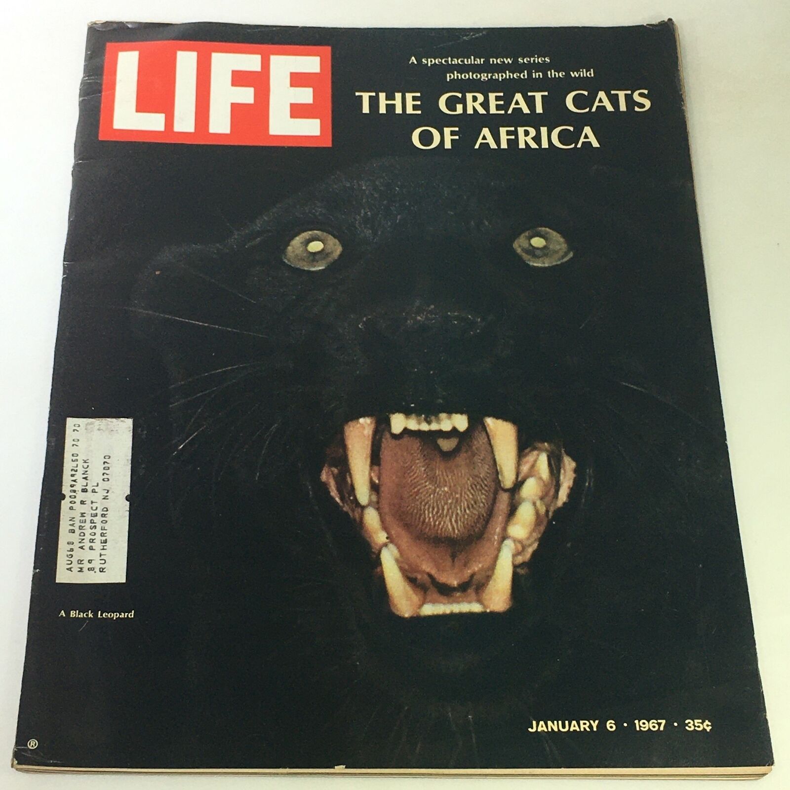 VTG Life Magazine January 9 1967 - The Great Cats of Africa, A Black Leopard