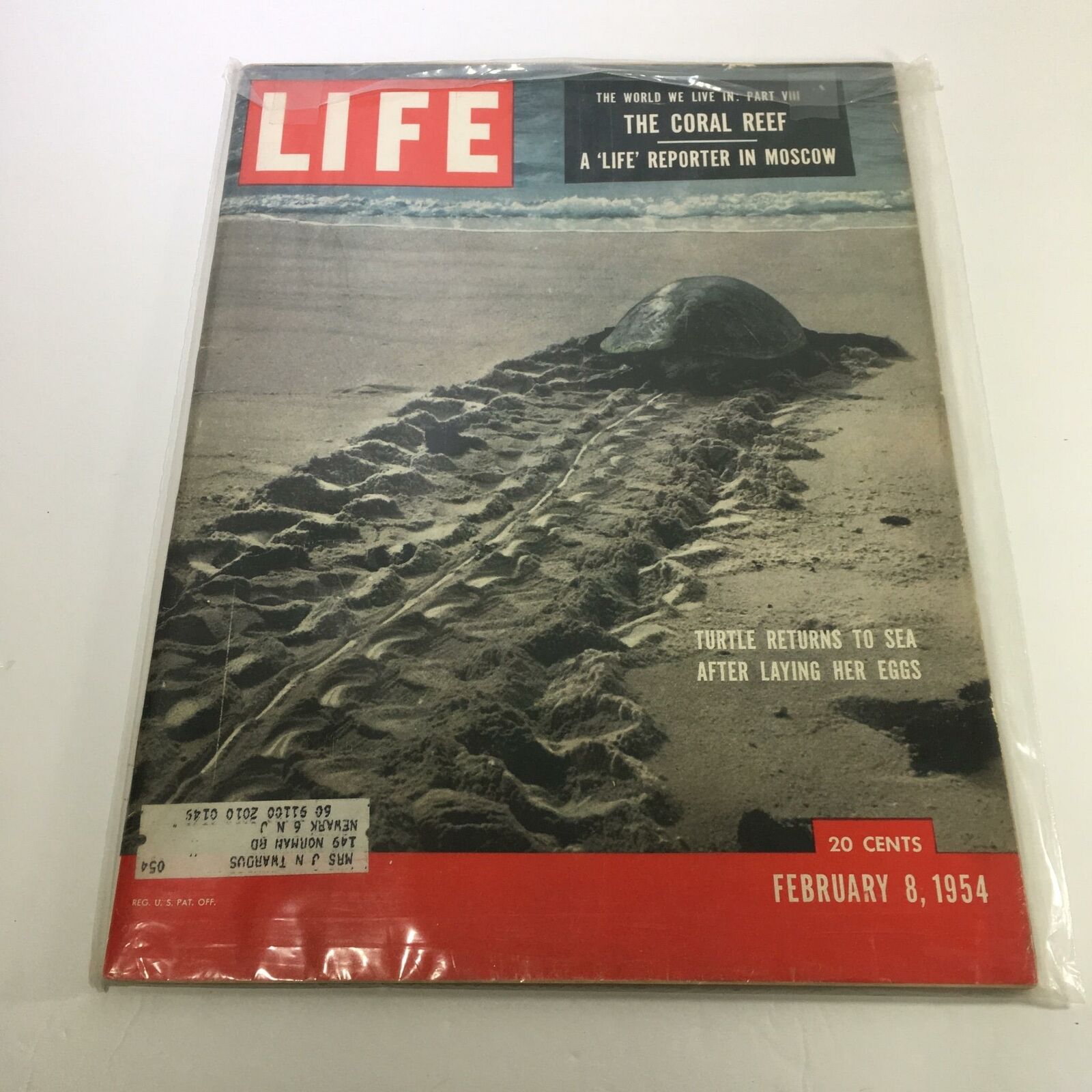 Life Magazine February 8 1954 Turtle Returns To Sea After Laying Her Eggs