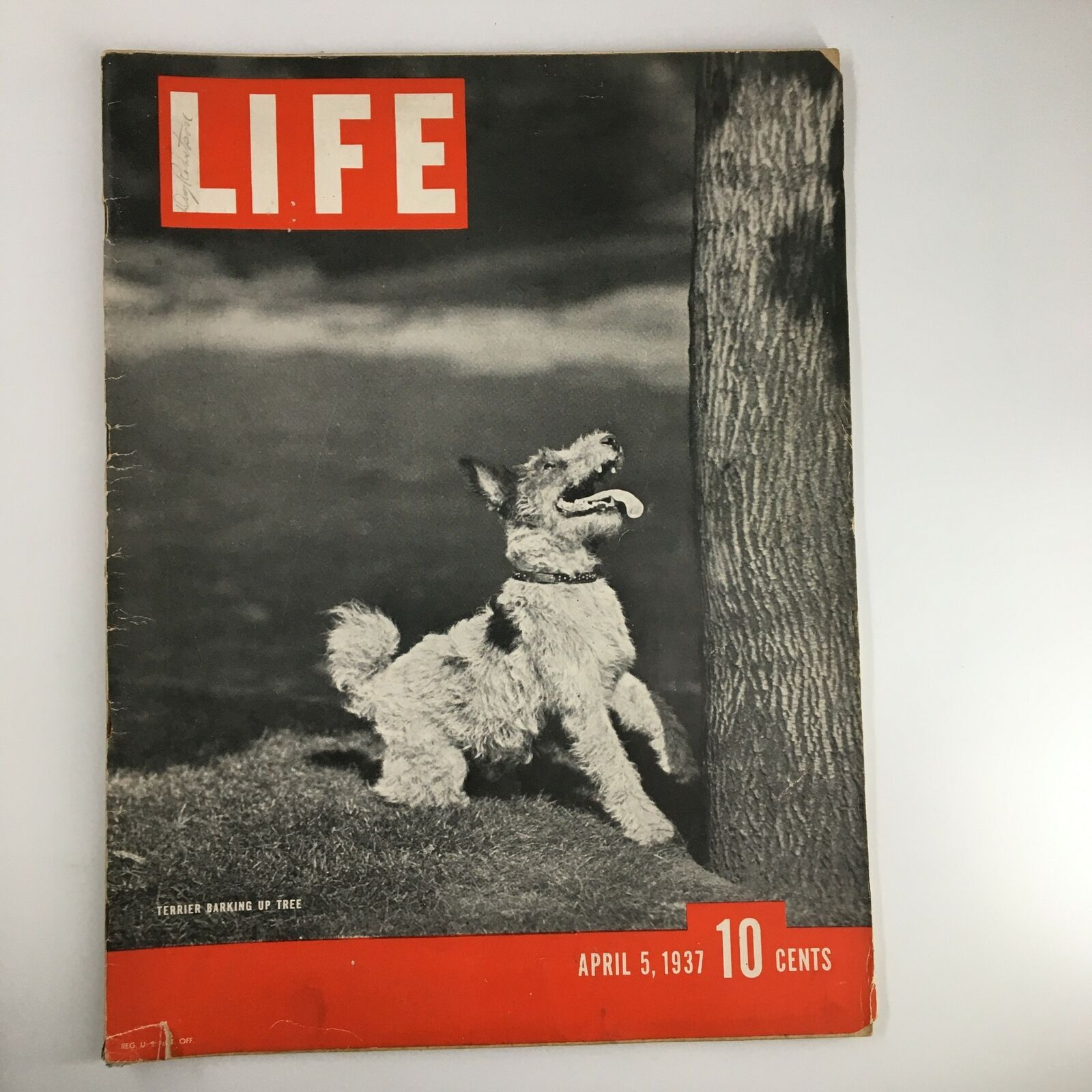 VTG Life Magazine April 5 1937 Terrier Dog Barking Up Tree No Label