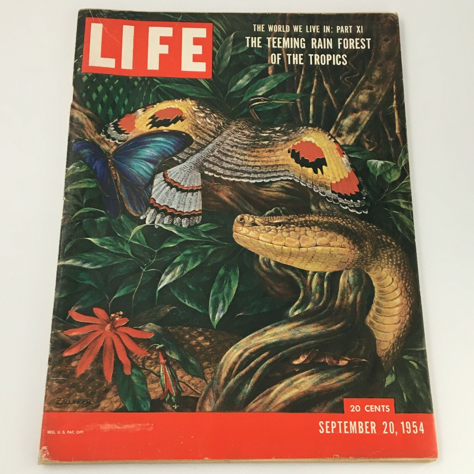 VTG Life Magazine September 20 1954 The Teeming Rainforest of the Tropics Cover