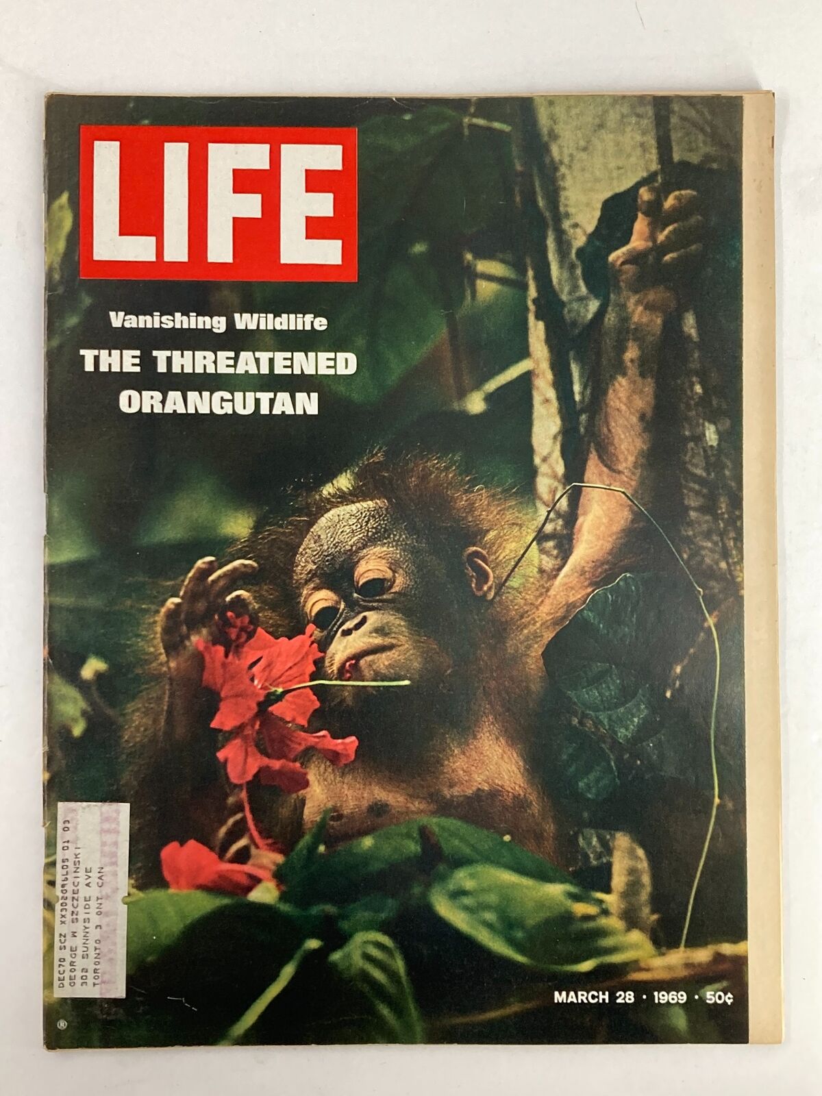 VTG Life Magazine March 28 1969 Vanishing Wildlife The Threatened Orangutan