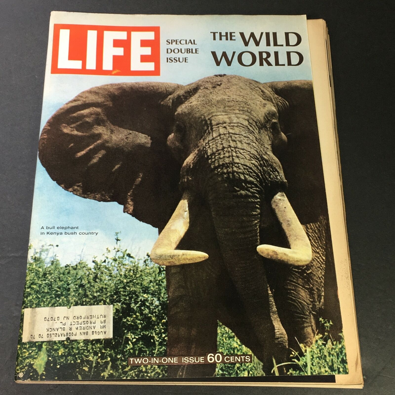 VTG Life Magazine December 22 1967 - The Wild World / Bull Elephant in Kenya