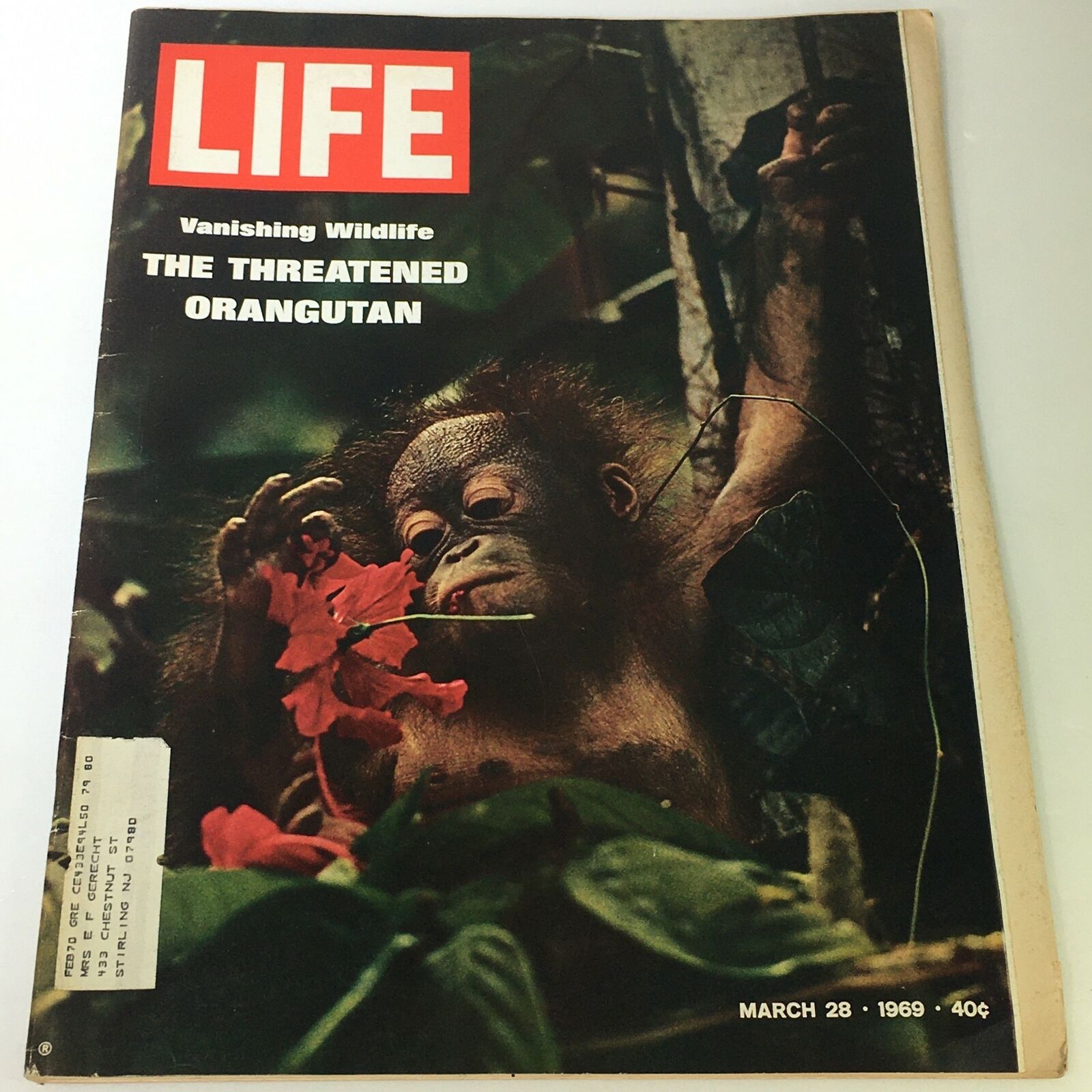 VTG Life Magazine March 28 1969 - Vanishing Wildlife of the Threatened Orangutan