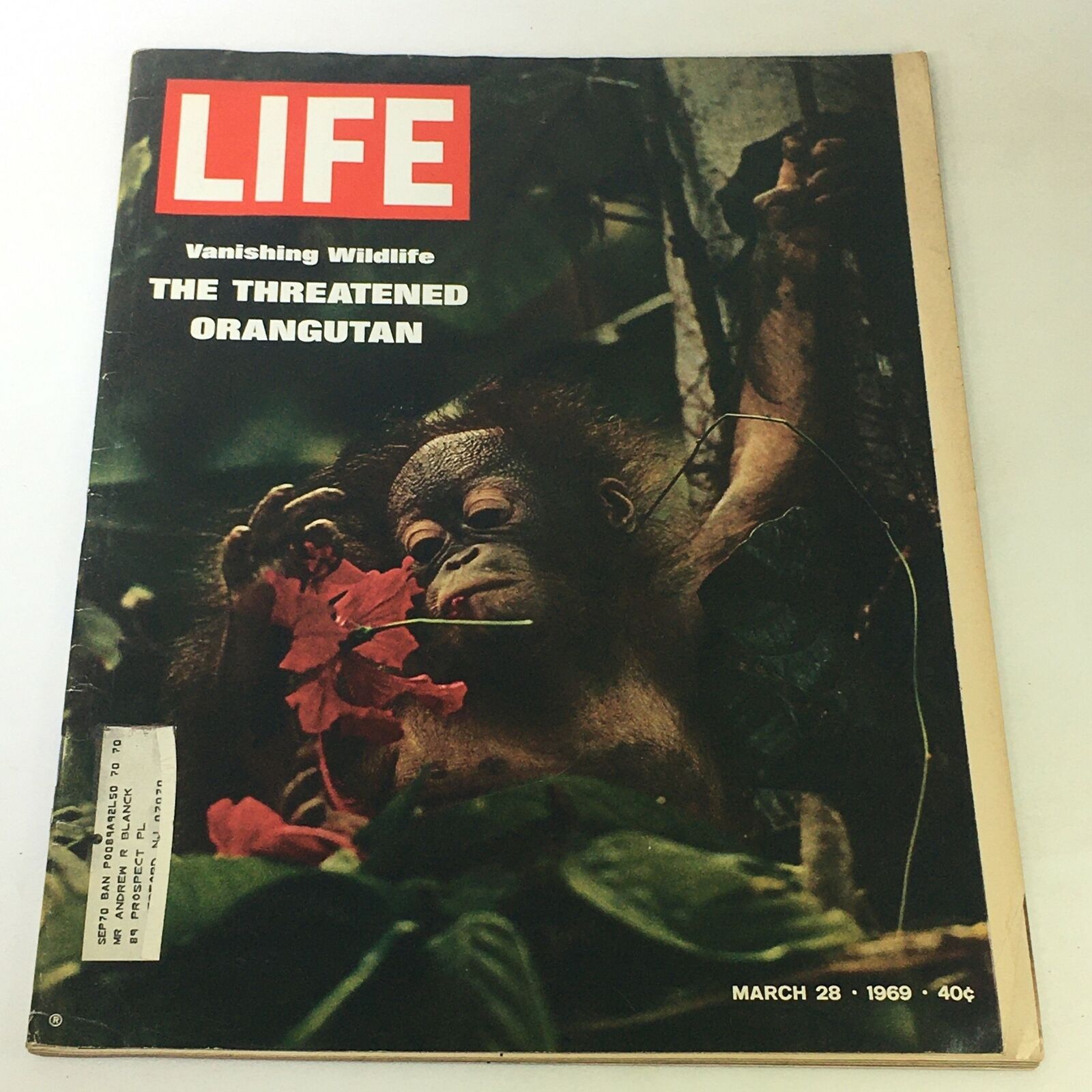 VTG Life Magazine March 28 1969 - Vanishing Wildlife The Threatened Orangutan