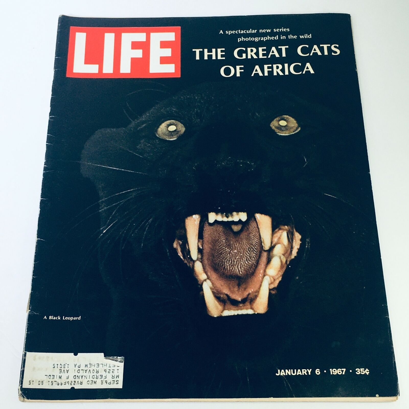 VTG Life Magazine January 6 1967 - Black Leopard, The Great Cats of Africa