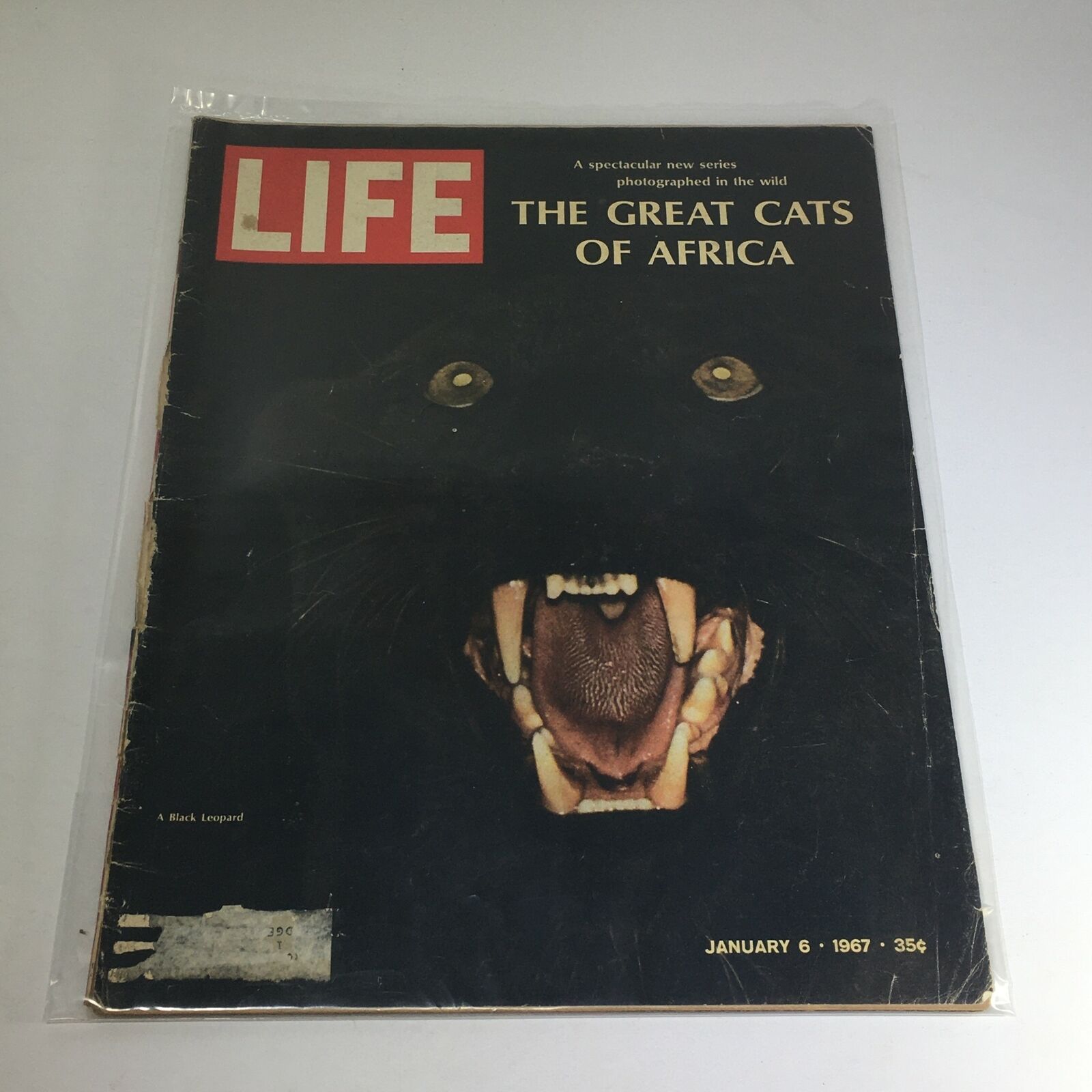 VTG Life Magazine: January 6 1967 - The Great Cats of Africa: A Black Leopard