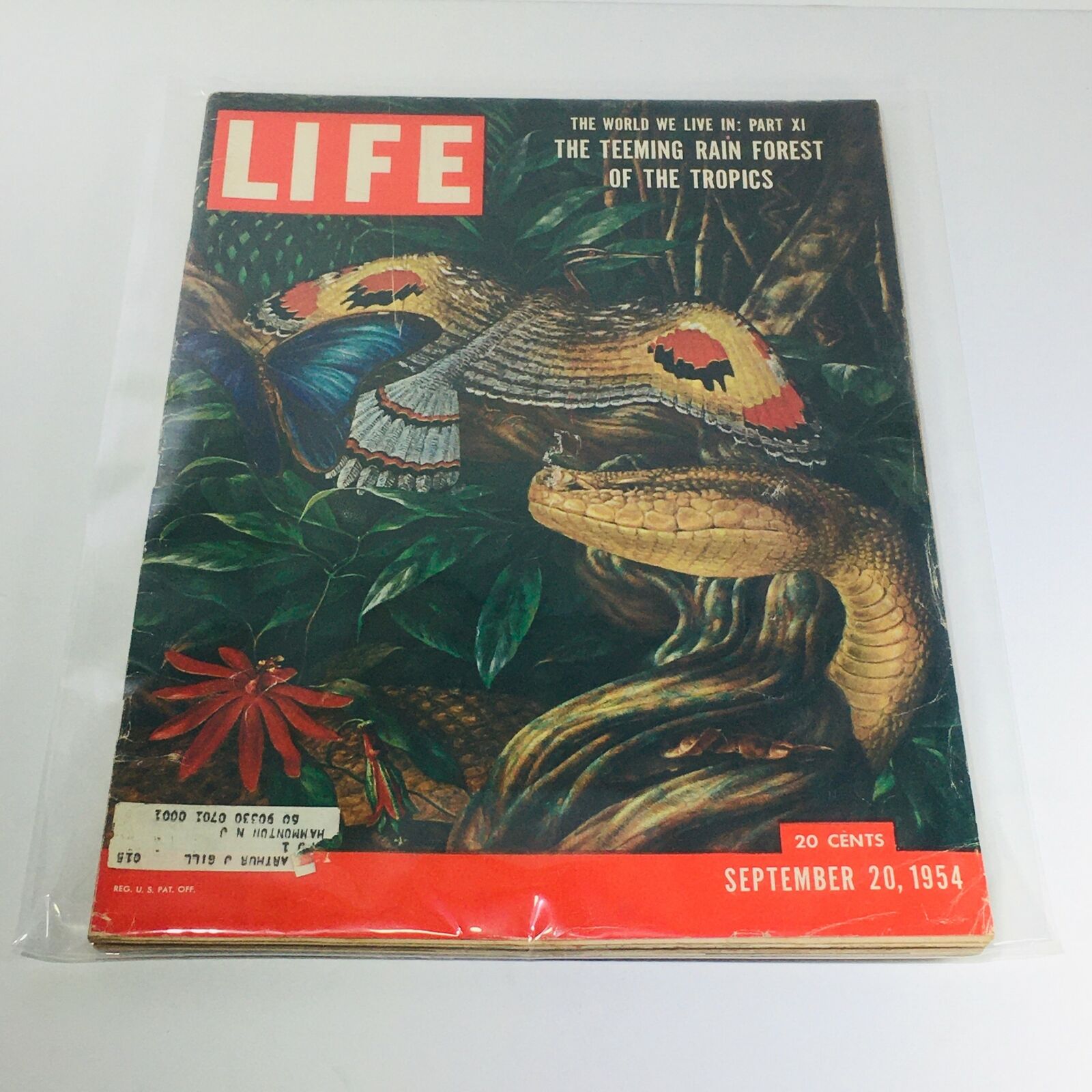 VTG Life Magazine: Sept 20 1954 - Part XI: The Teeming Rain Forest of the Tropic