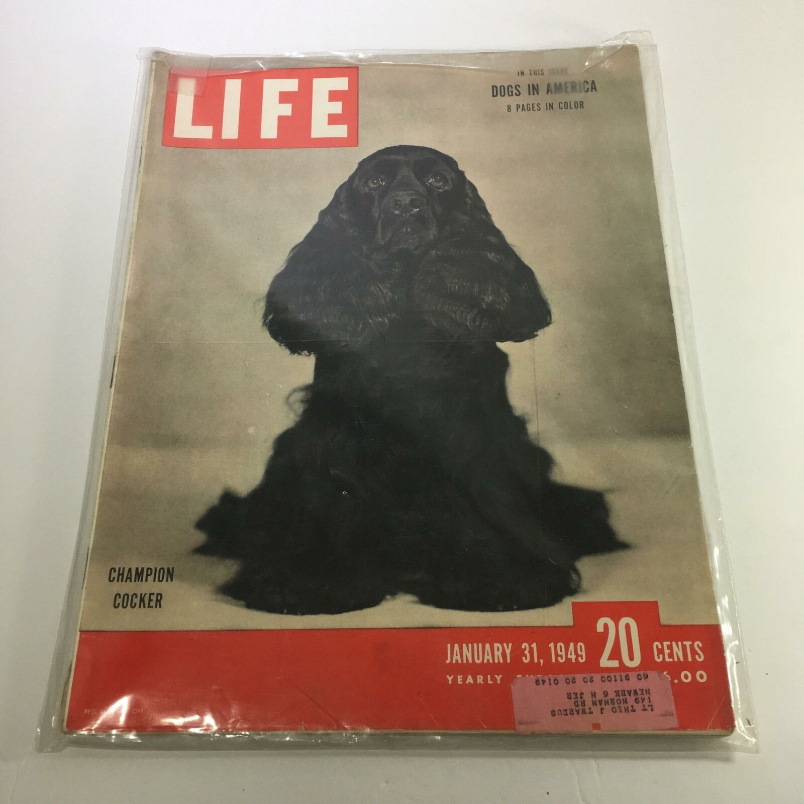 VTG Life Magazine January 31 1949 Champion Cocker, Dog's In America