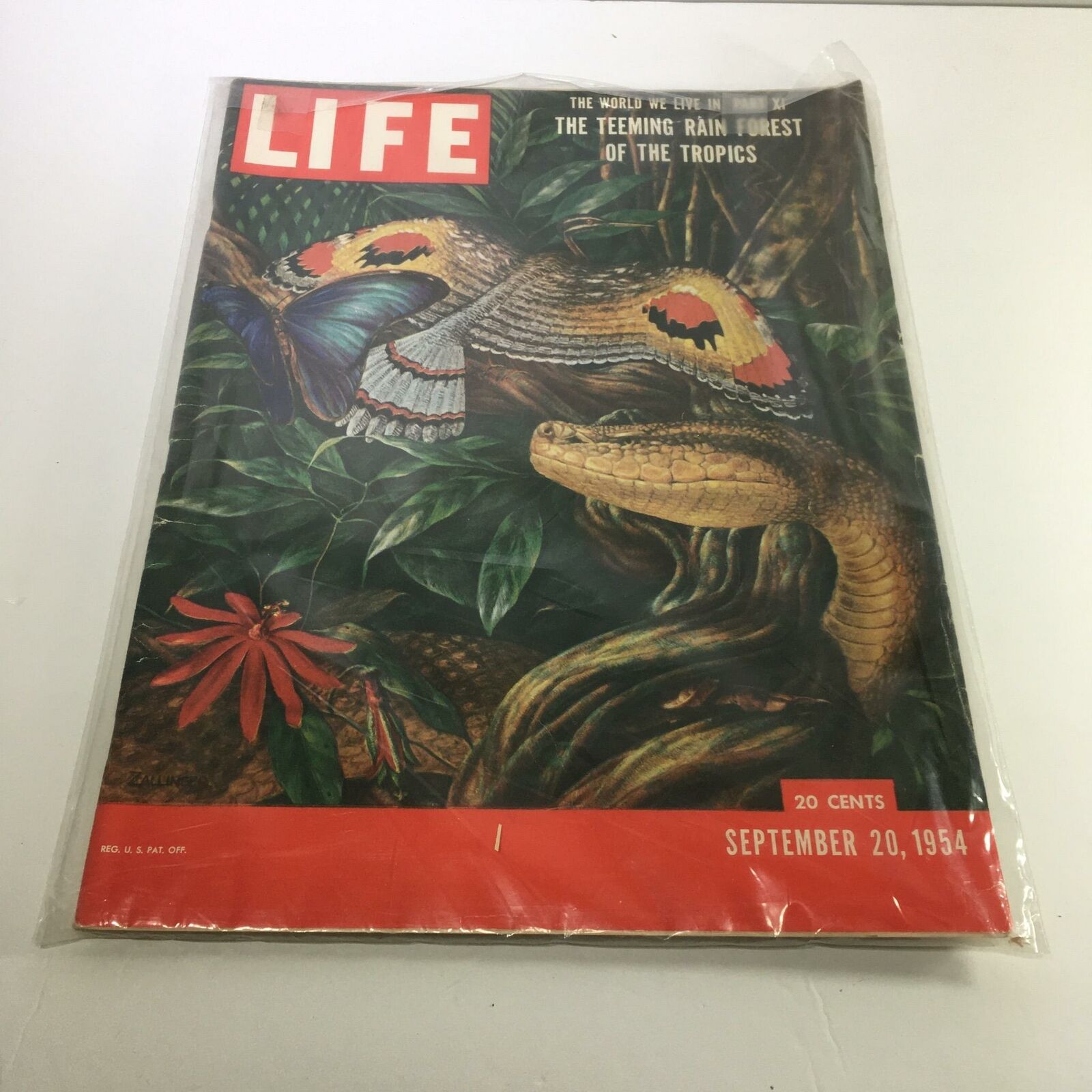 Life Magazine September 20 1954 The Teeming Rain Forest Of The Tropics