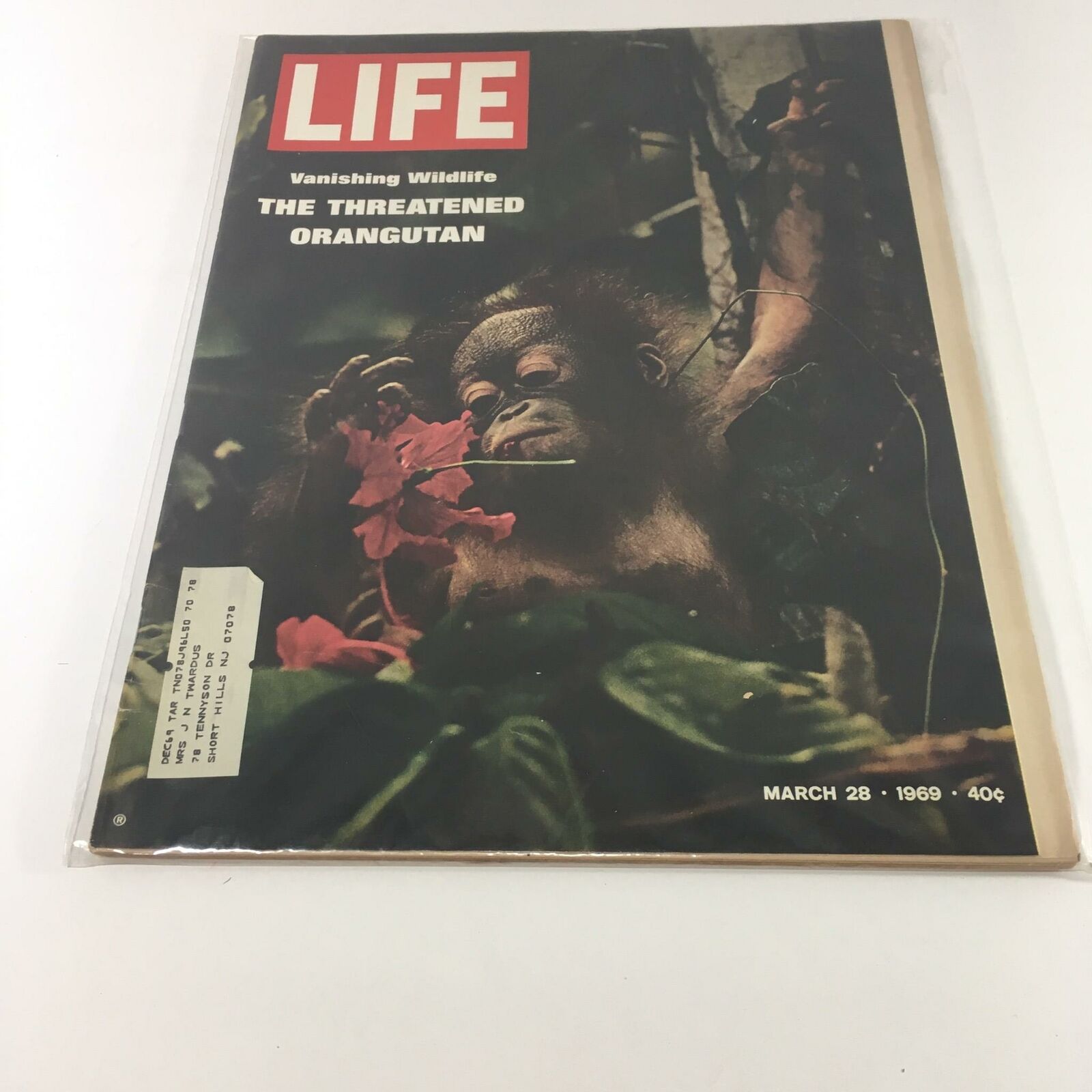 VTG Life Magazine March 28 1969 Vanishing Wildfire The Threatened Orangutan