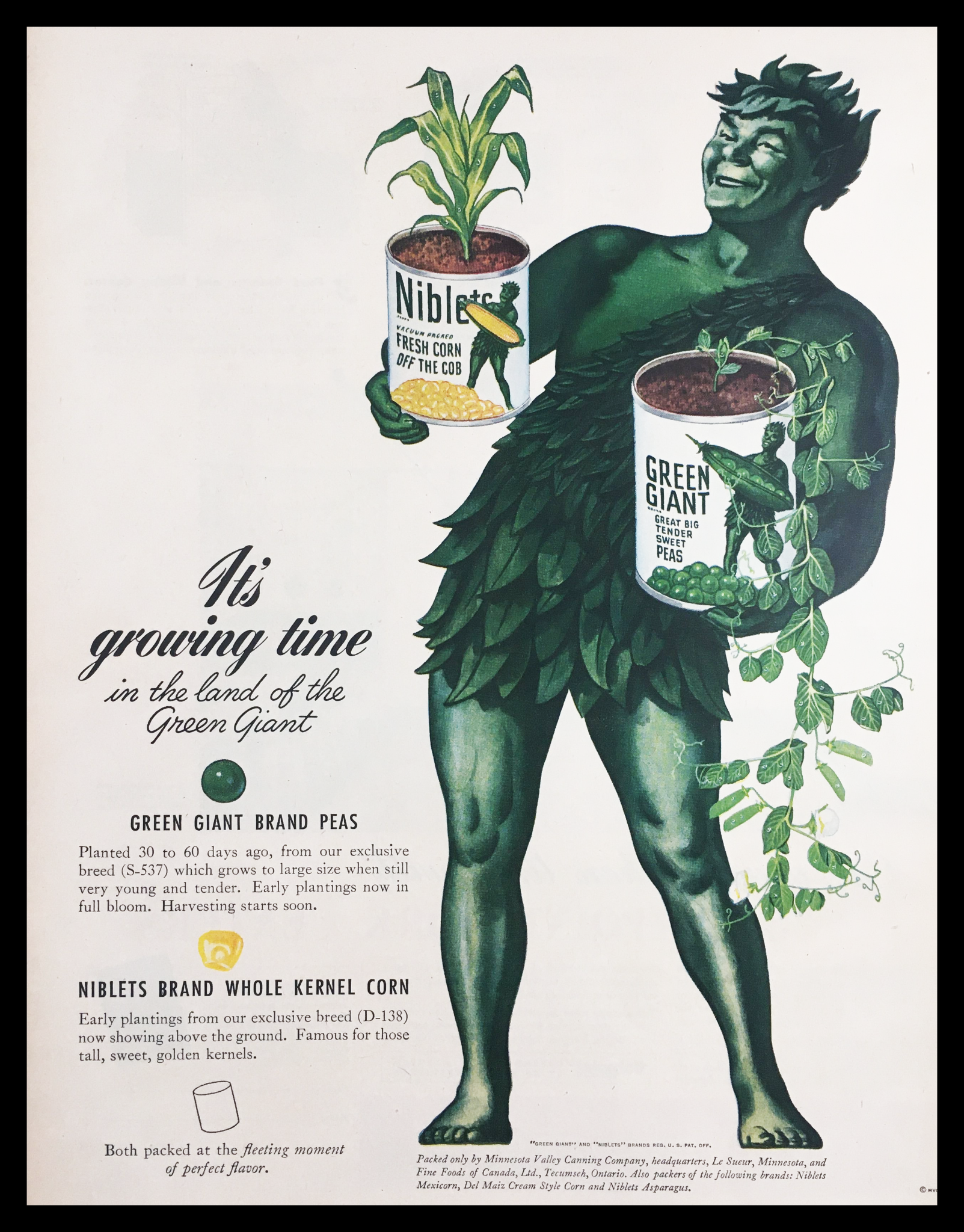 1945 Green Giant Big Tender Sweet Peas Vintage Print Ad