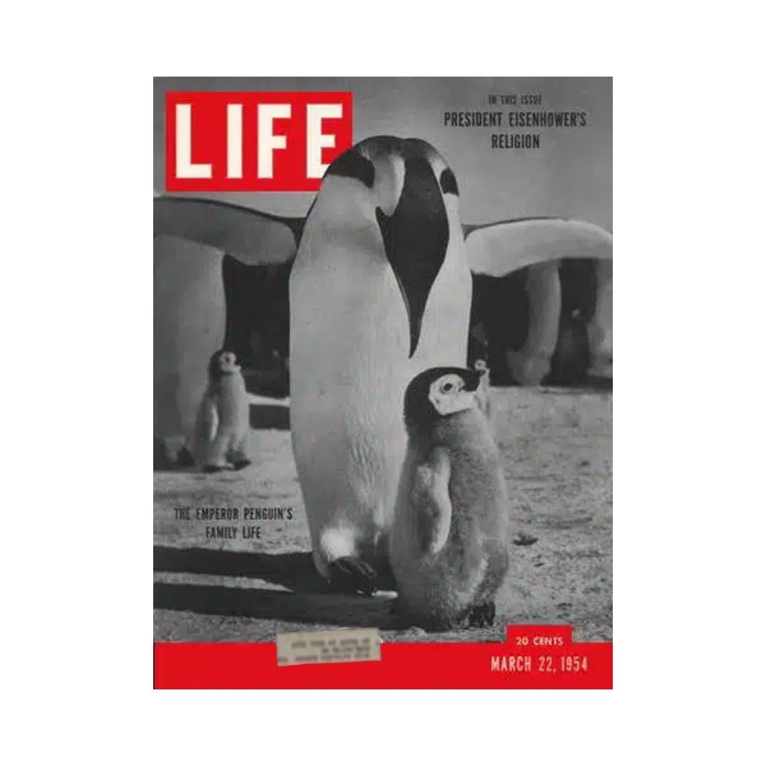 VTG Life Magazine March 22, 1954 Emperor Penguin