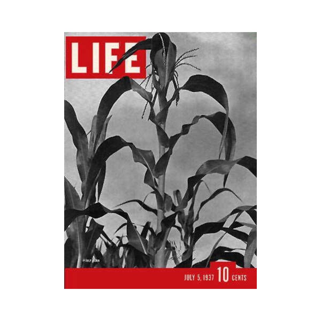 VTG Life Magazine July 5, 1937 - Corn Stalks