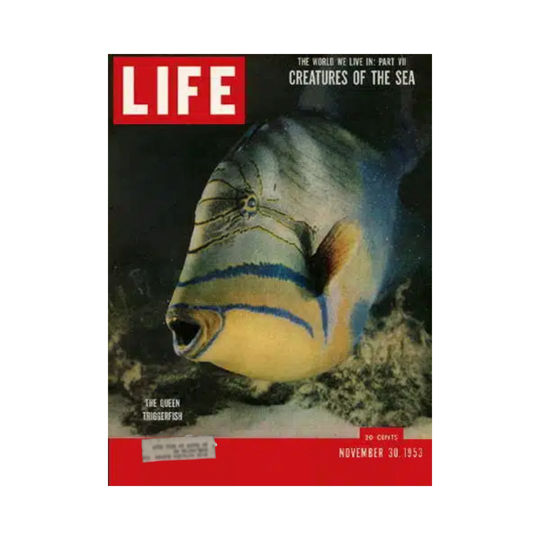 VTG Life Magazine November 30, 1953 Sea Creatures Queen Triggerfish