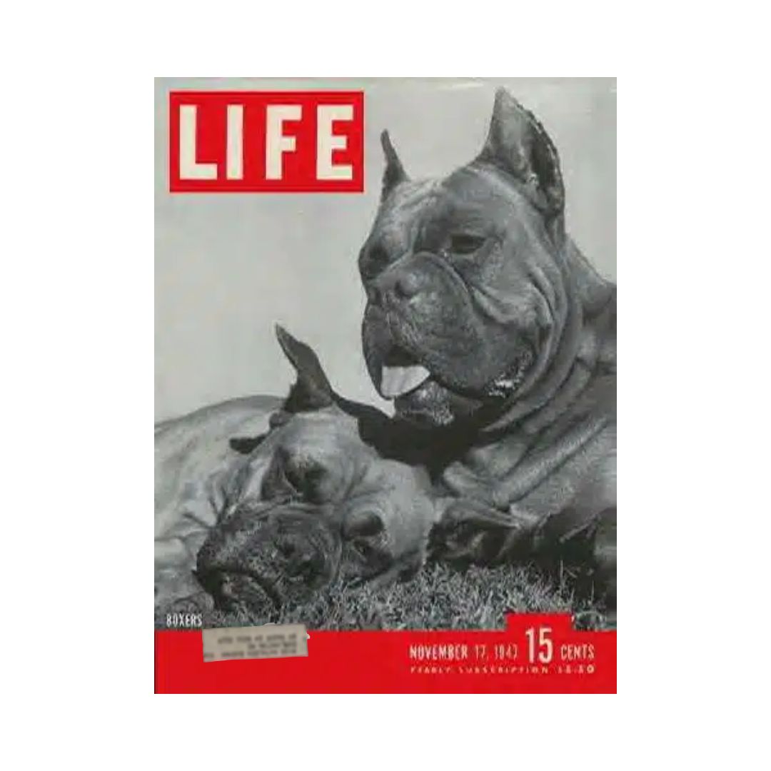 VTG Life Magazine November 17, 1947 Boxers Dogs