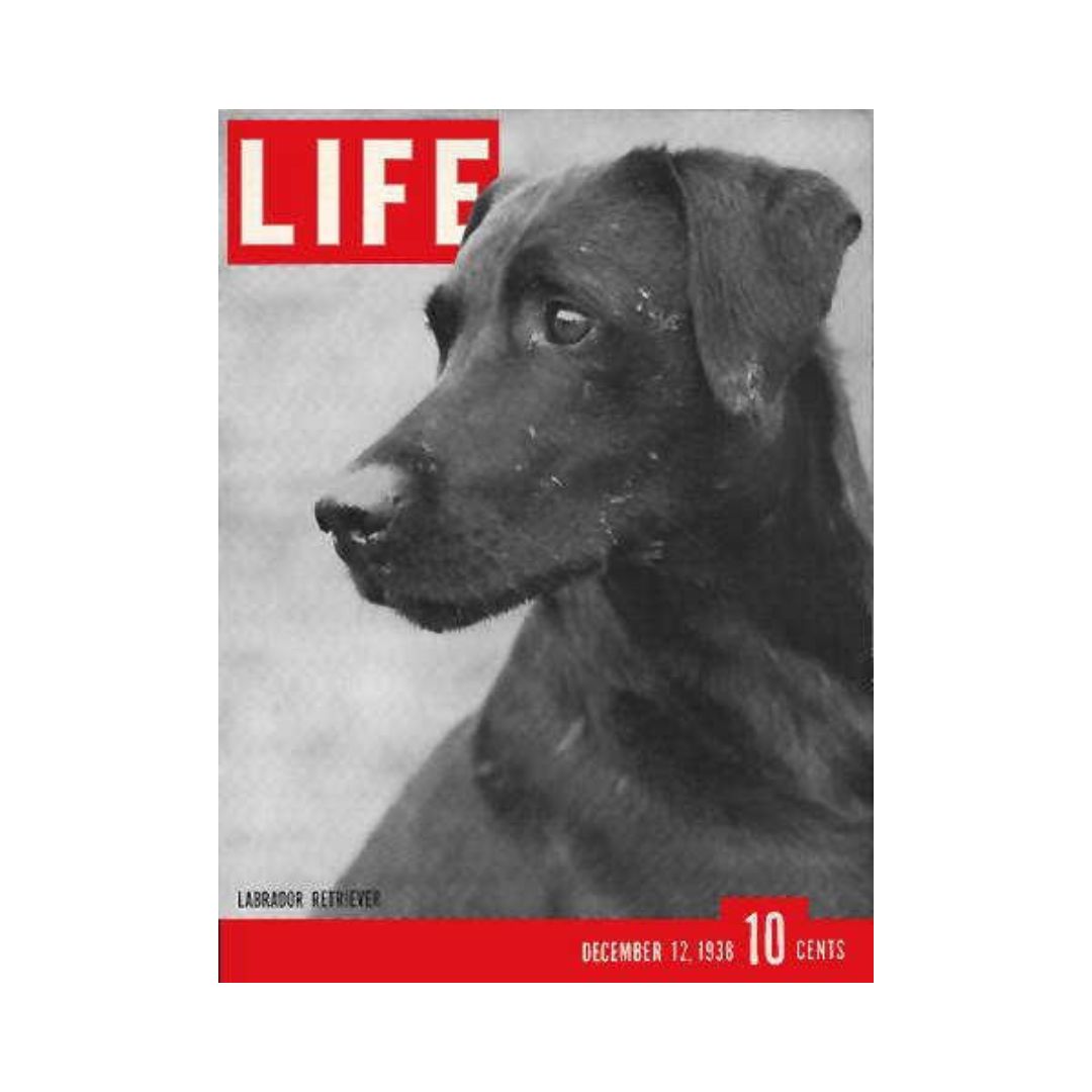 VTG Life Magazine December 12, 1938 Champion Labrador Retriever Dog