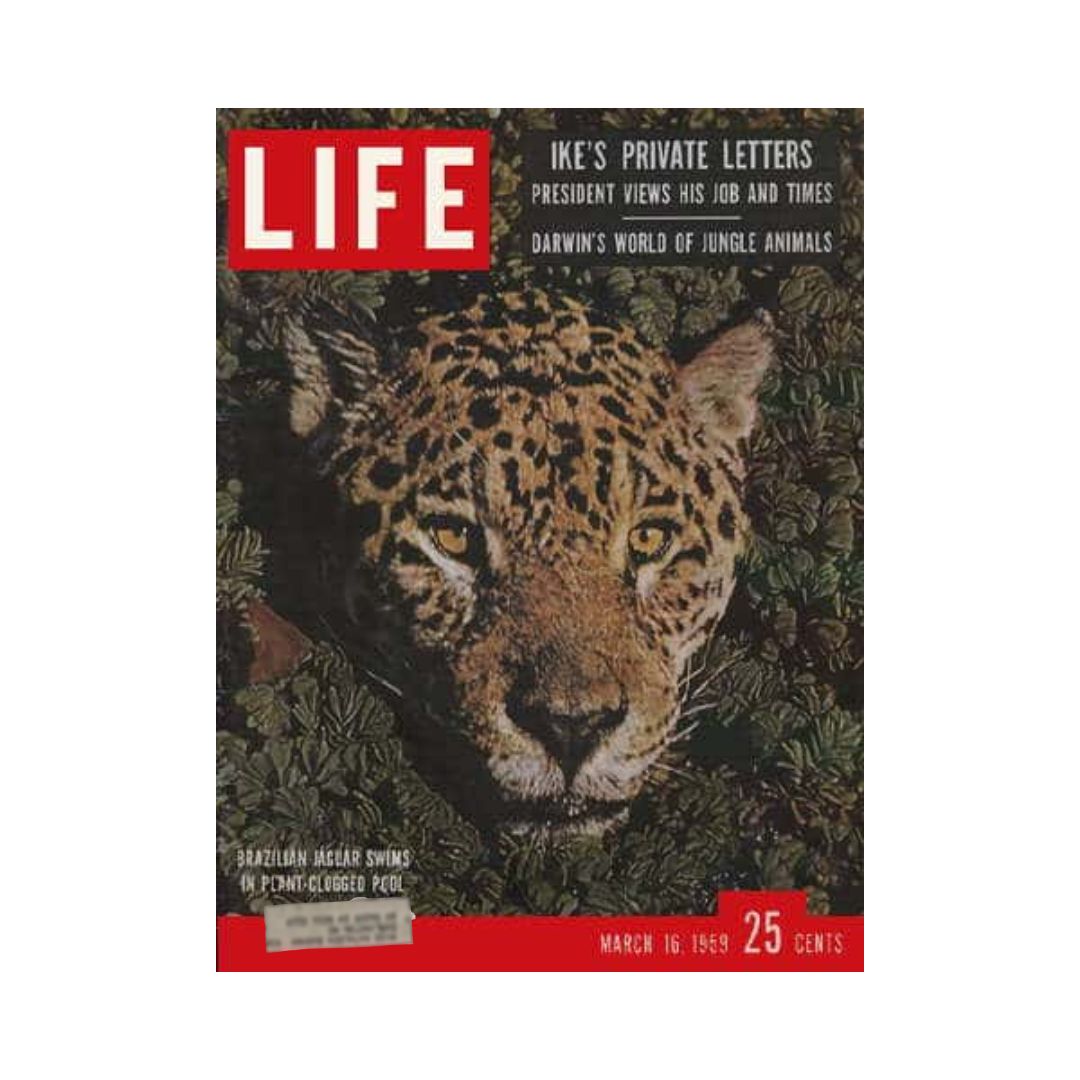 Cover of VTG Life Magazine March 16, 1959 featuring a Brazilian Jaguar, highlighting its stunning face against lush greenery, with text about Ike’s private letters and Darwin's world of jungle animals.