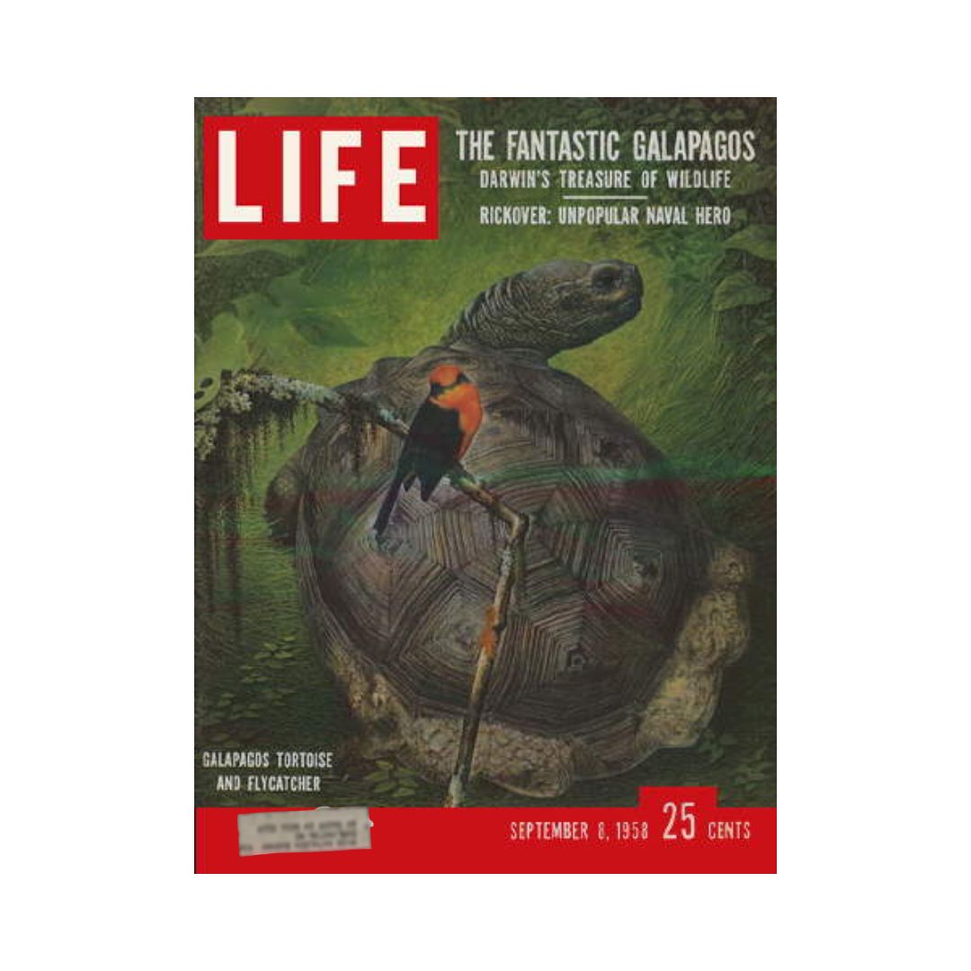 Cover of VTG Life Magazine September 8, 1958 featuring a Galapagos tortoise and a flycatcher, highlighting Darwin's treasure of wildlife.