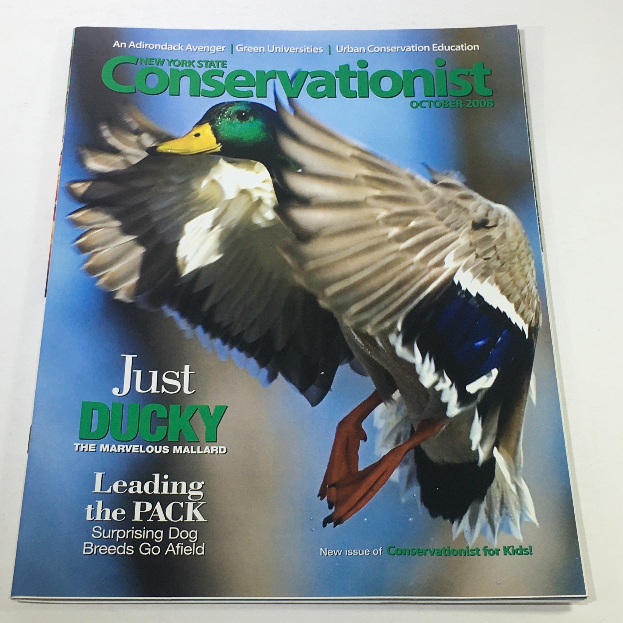 VTG New York State Conservationist: October 2008 - Ducky, The Marvelous Mallard