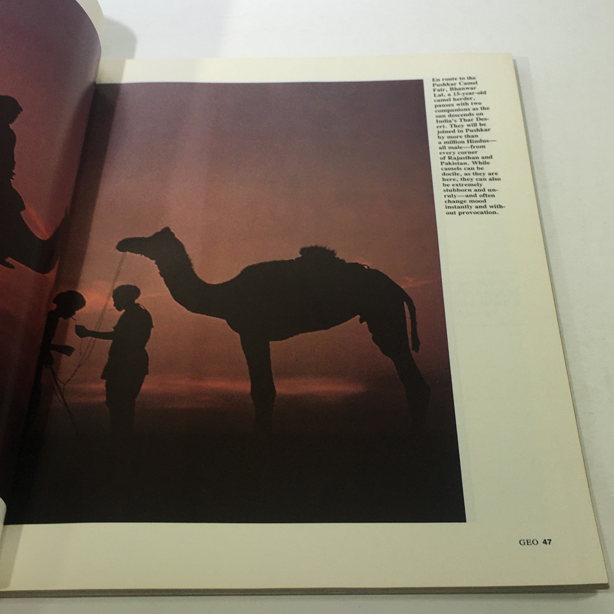 Silhouette of a camel and two figures during sunset, featured in VTG Geo Magazine: April 1980 Vol. 2 - A New View Of Our World / Daytona Beach.