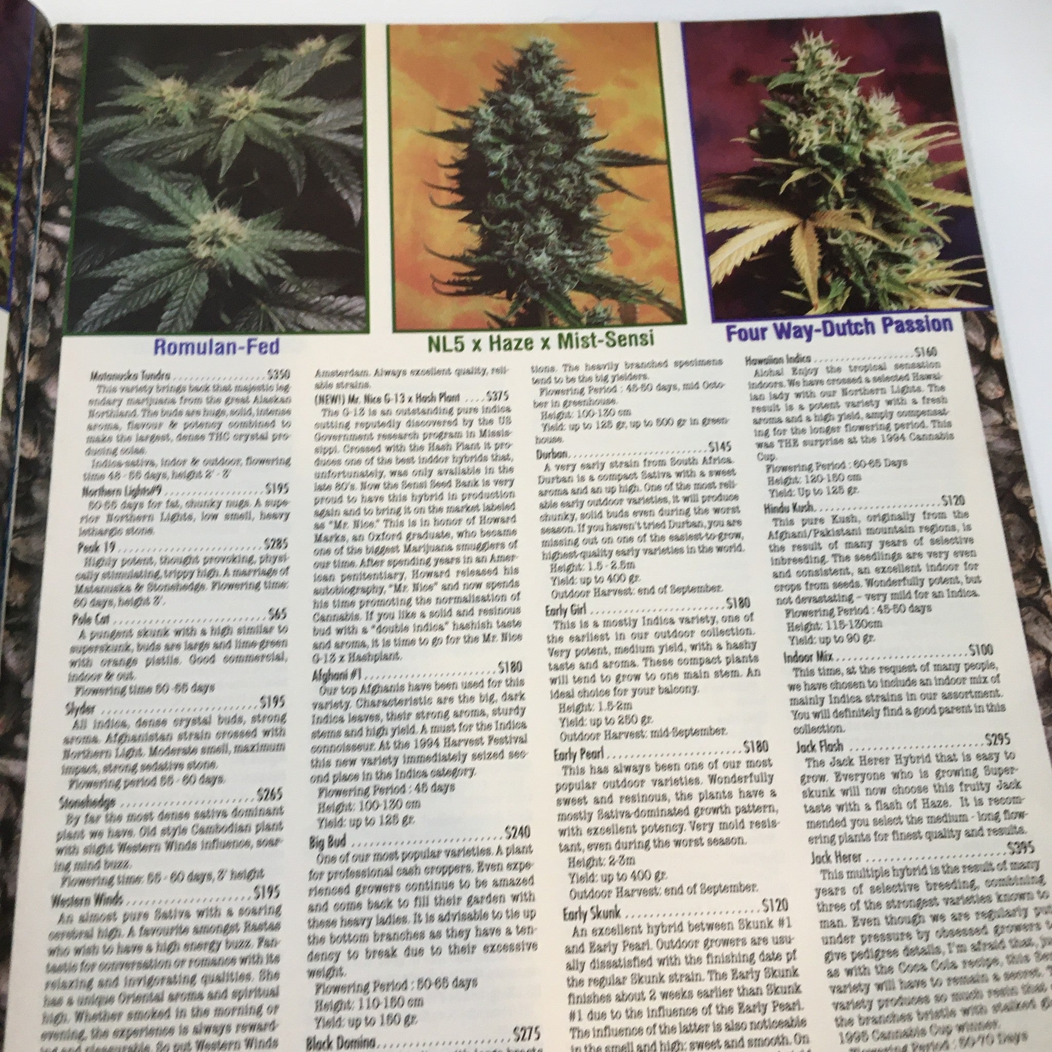 Cannabis Culture Magazine November 1999 Festival Fun & Florida Fungus No Label