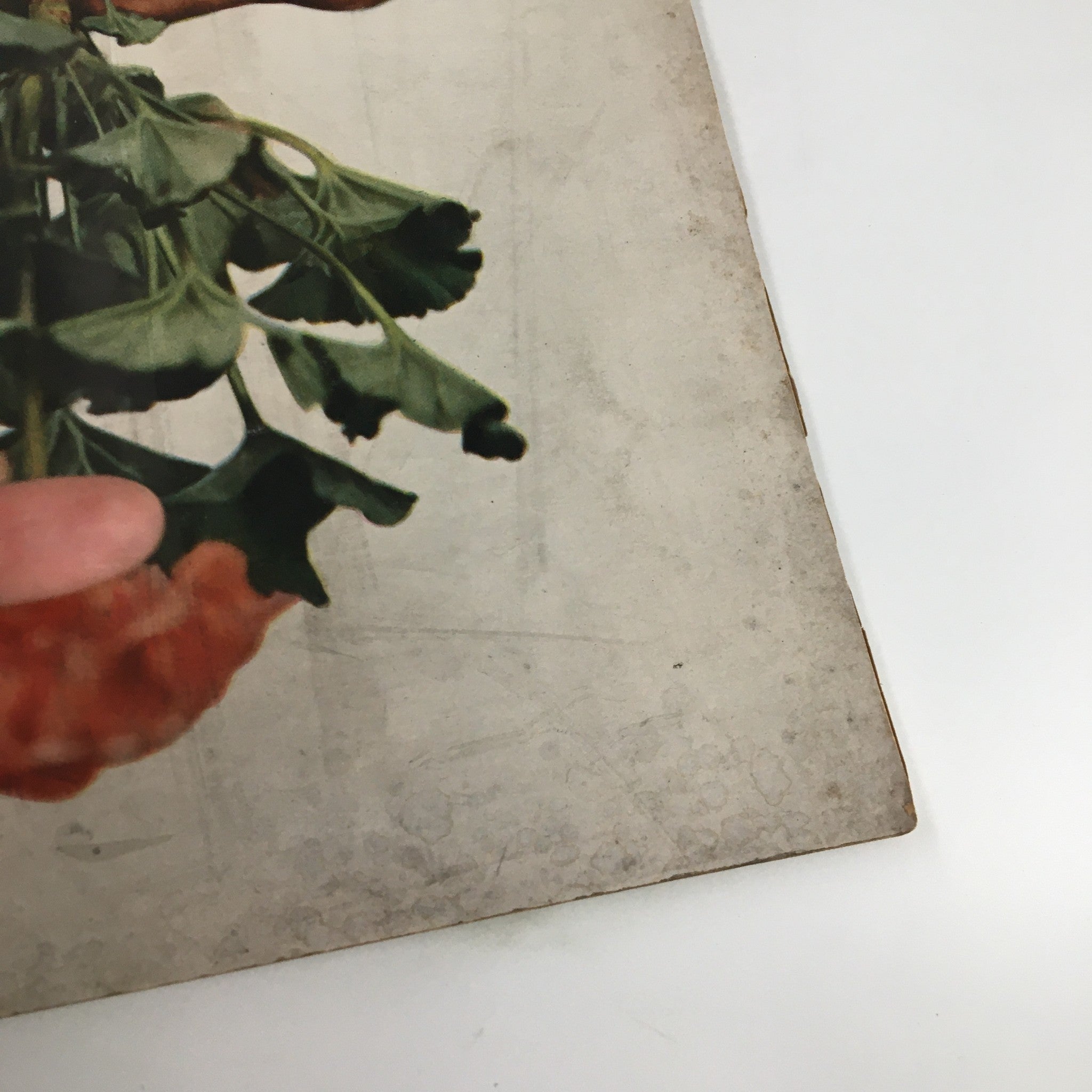 Cover detail of VTG House & Garden Magazine January 1946 Catalog featuring vibrant red flowers and green leaves, showcasing mid-20th century gardening aesthetics.