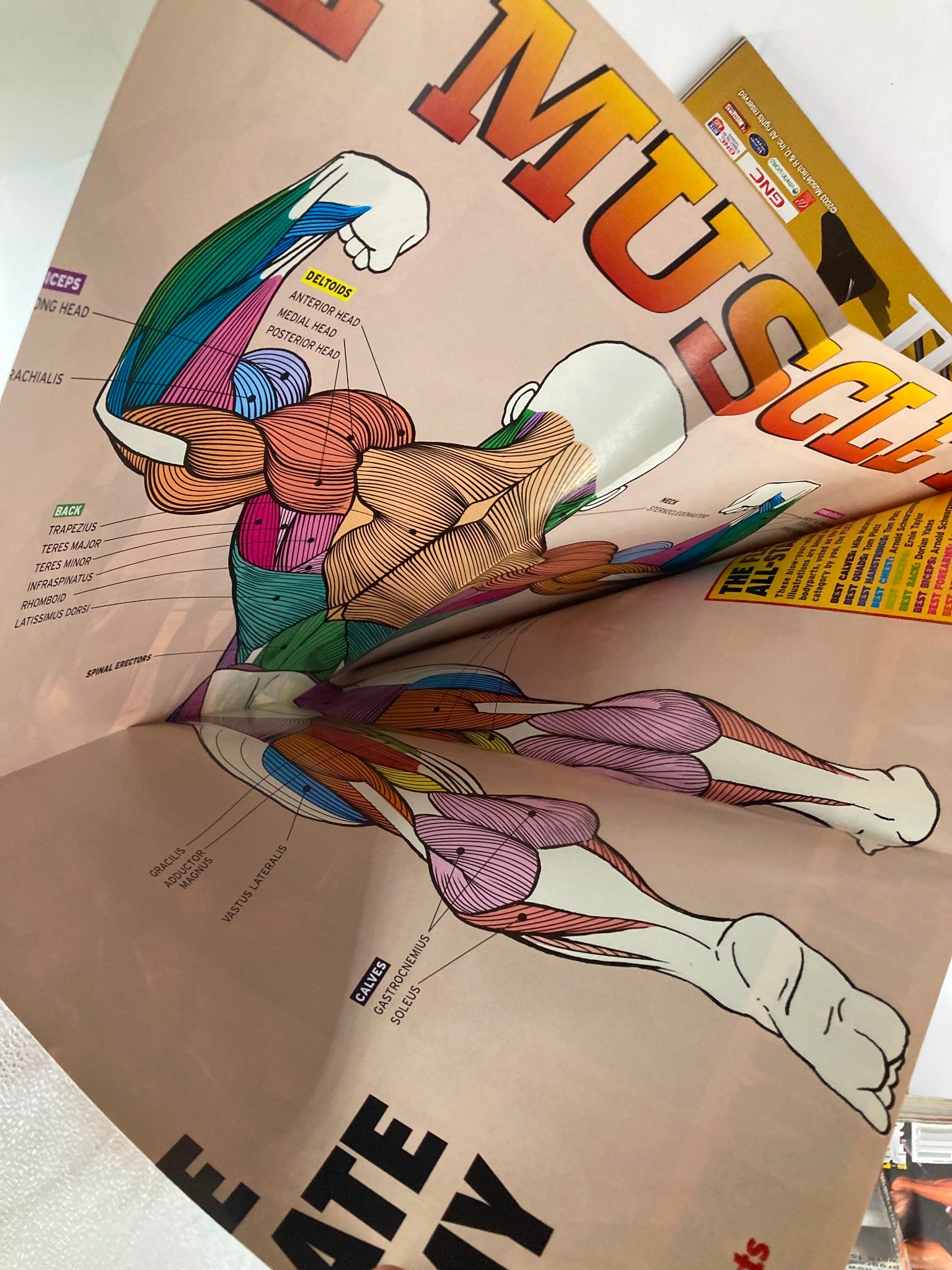 Inner page of Flex Magazine April 2003 displaying a detailed anatomical chart of muscle groups, highlighting training and anatomy for bodybuilders.
