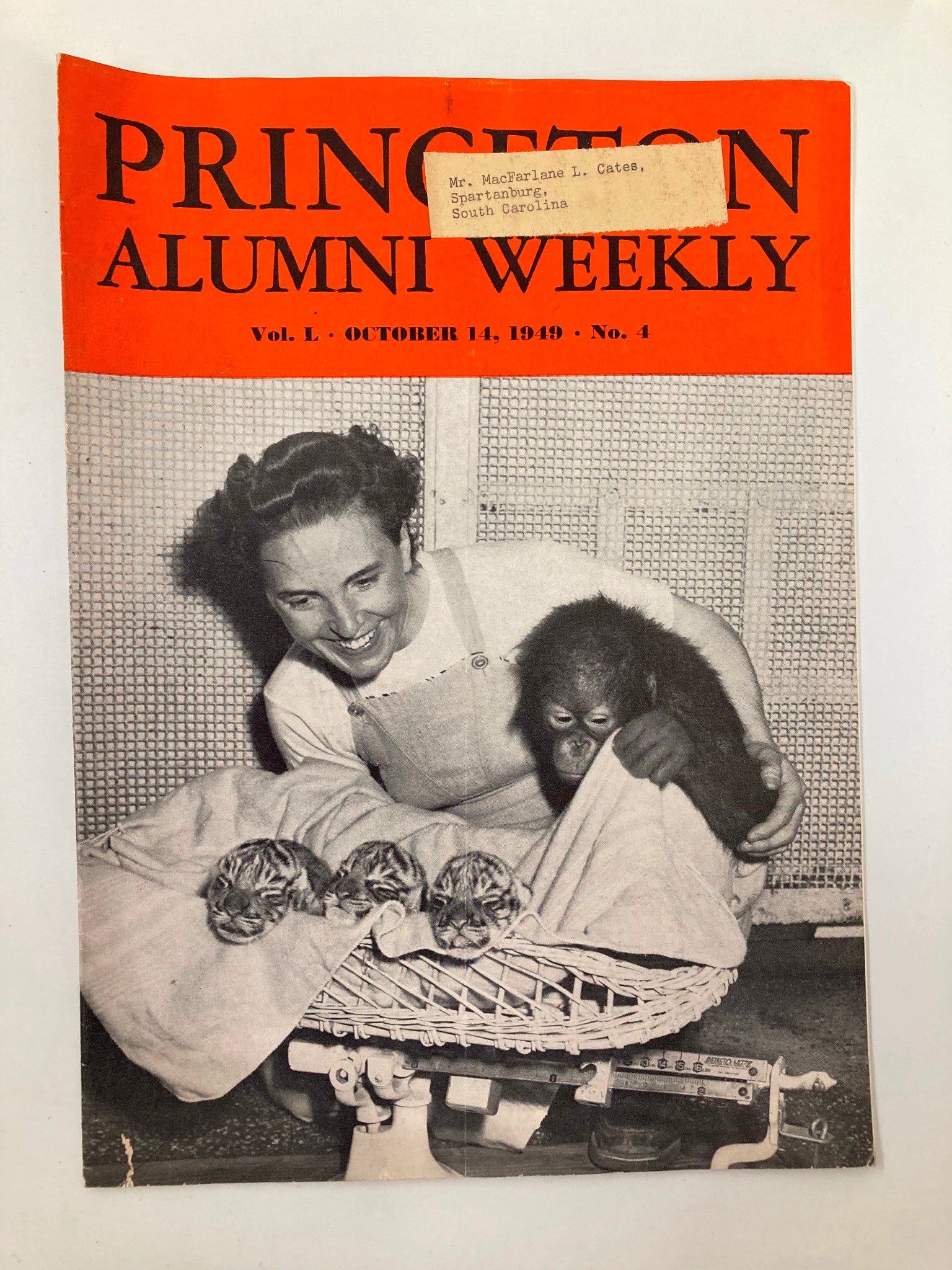 VTG Princeton Alumni Weekly October 14 1949 A Monkey and Three Tiger Cubs