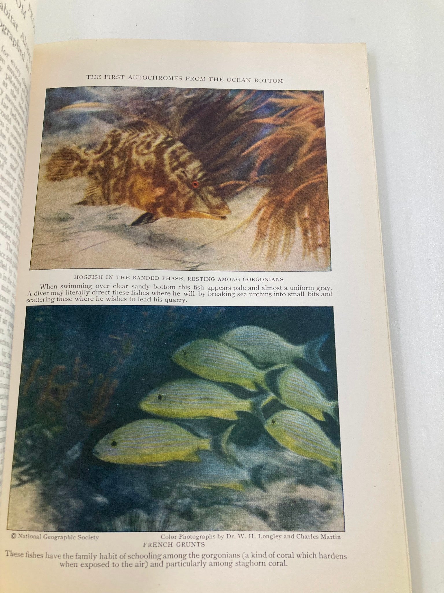 VTG The National Geographic Magazine January 1927 Palette of Caribbean No Label