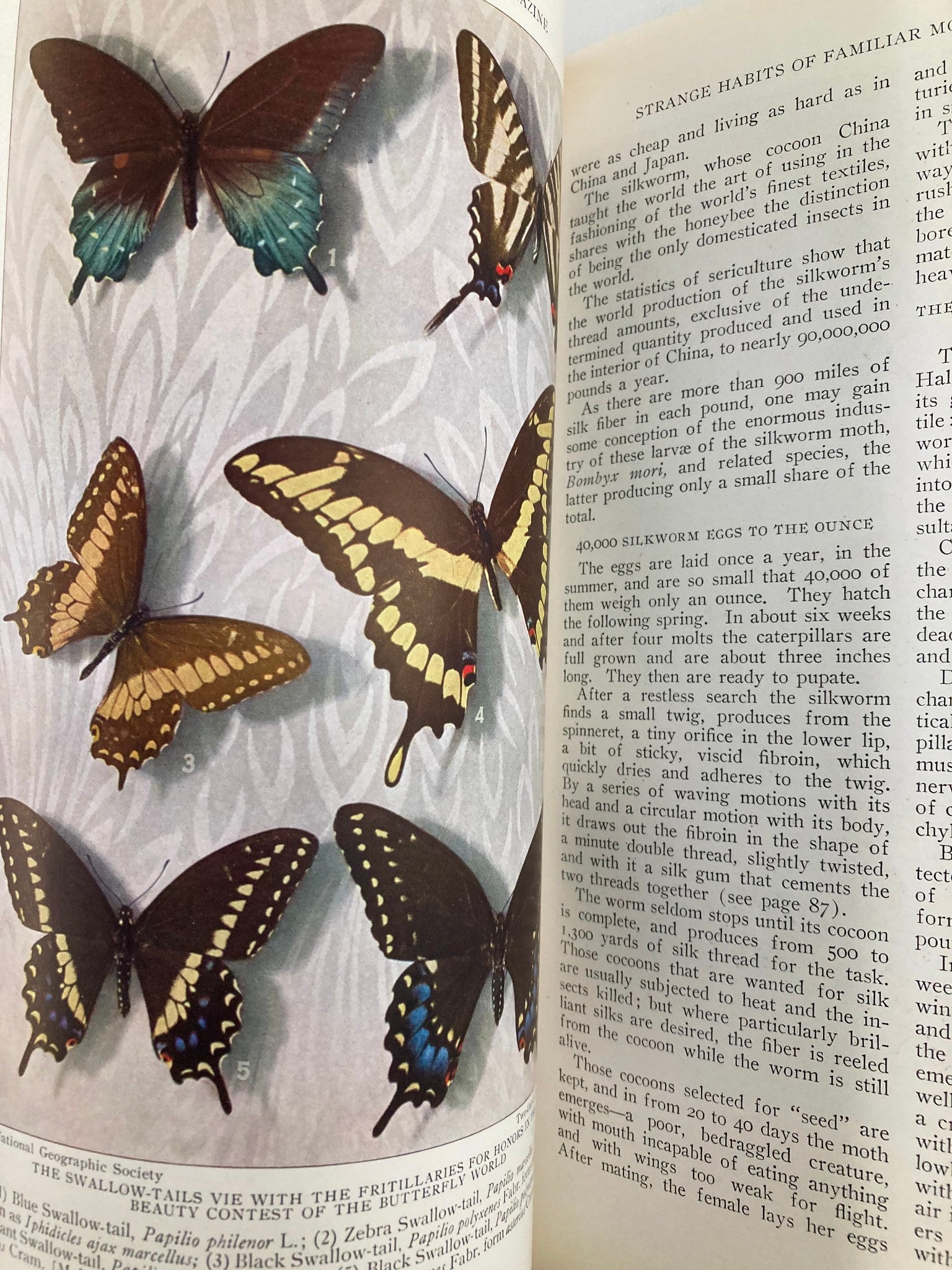 VTG The National Geographic Magazine July 1927 Moths and Butterflies No Label