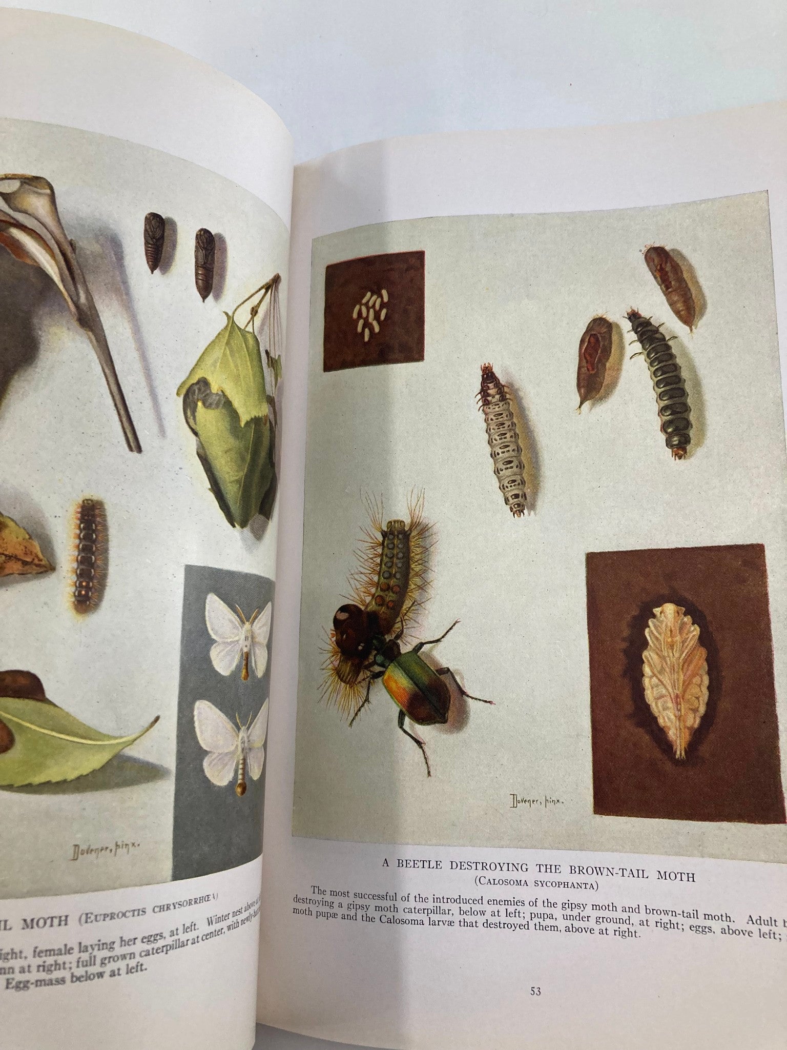 Illustration from VTG The National Geographic Magazine July 1914 depicting a beetle and moth lifecycle, showcasing vintage scientific artwork.