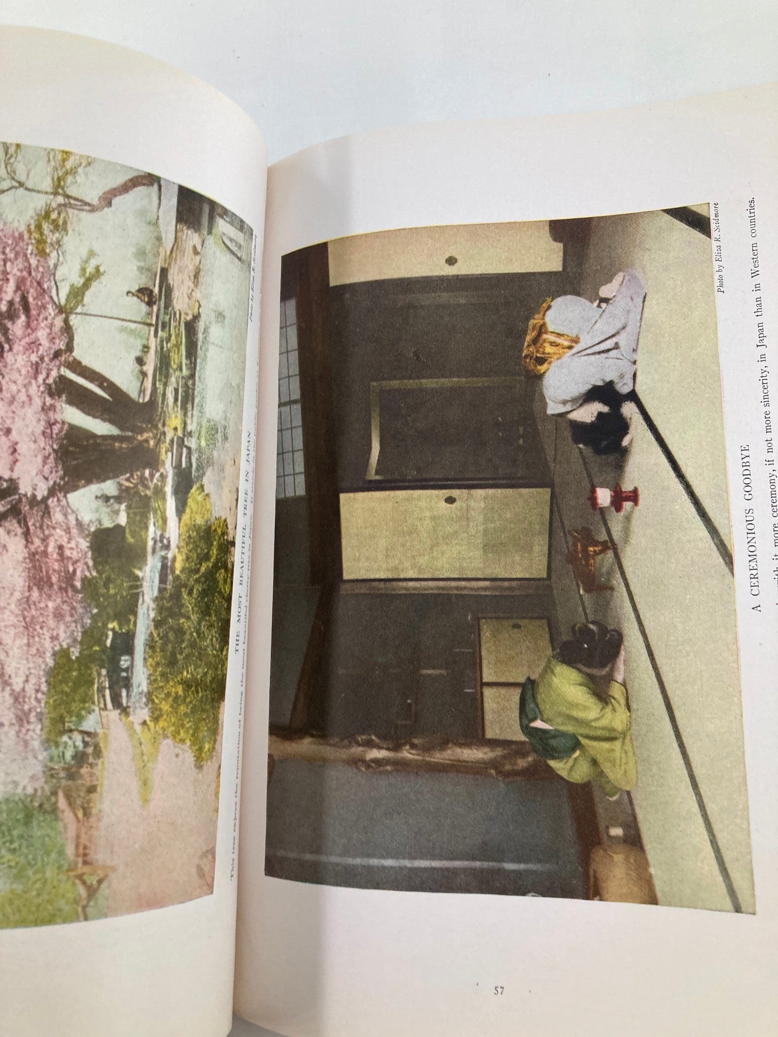 Inside the VTG National Geographic Magazine July 1914, showcasing a colorful image of cherry blossoms, illustrating the enchanting beauty of the Island of Mount Desert.