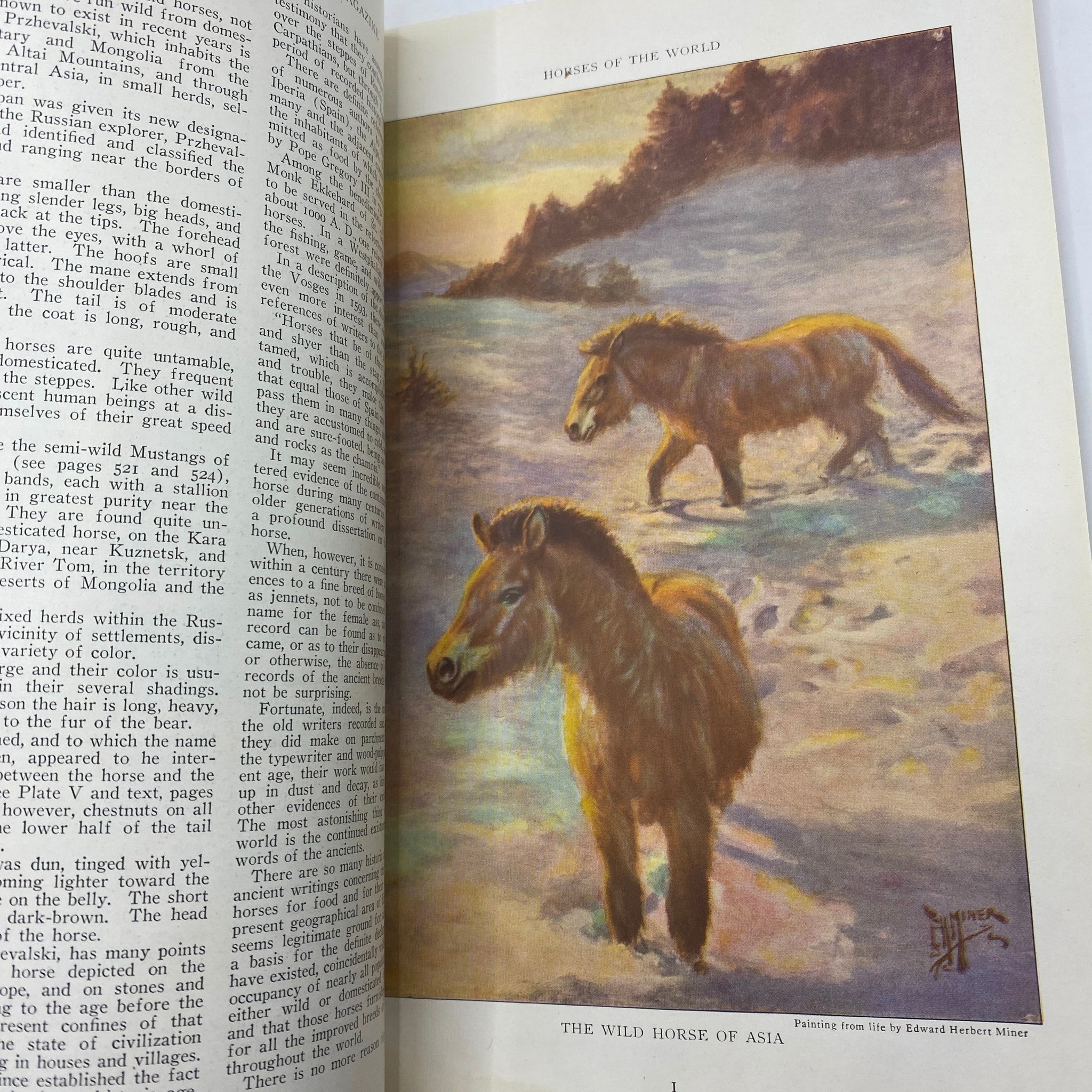 VTG The National Geographic Magazine November 1923 Story of the Horse No Label