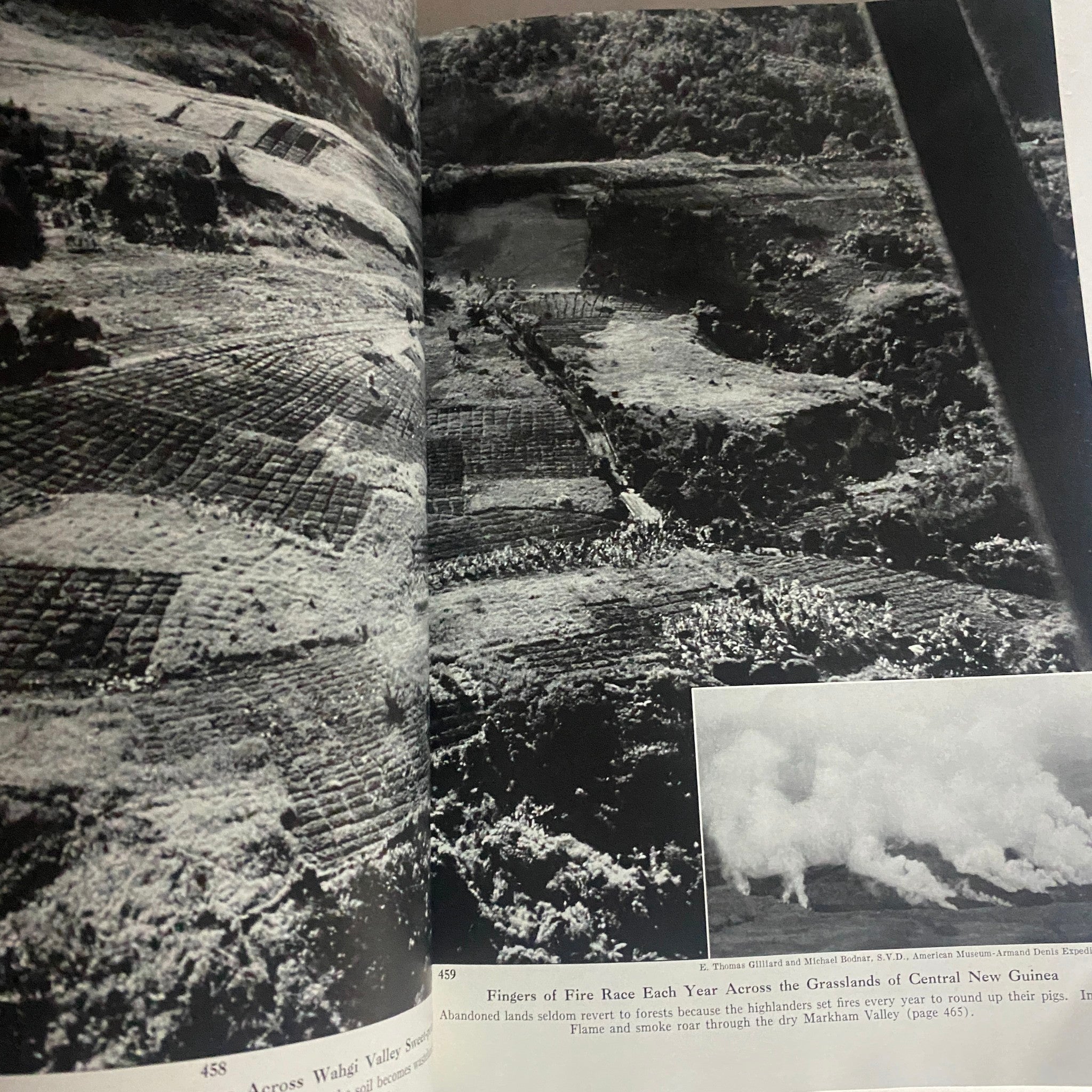 National Geographic Magazine April 1953 New Guinea's Rare Birds No Label