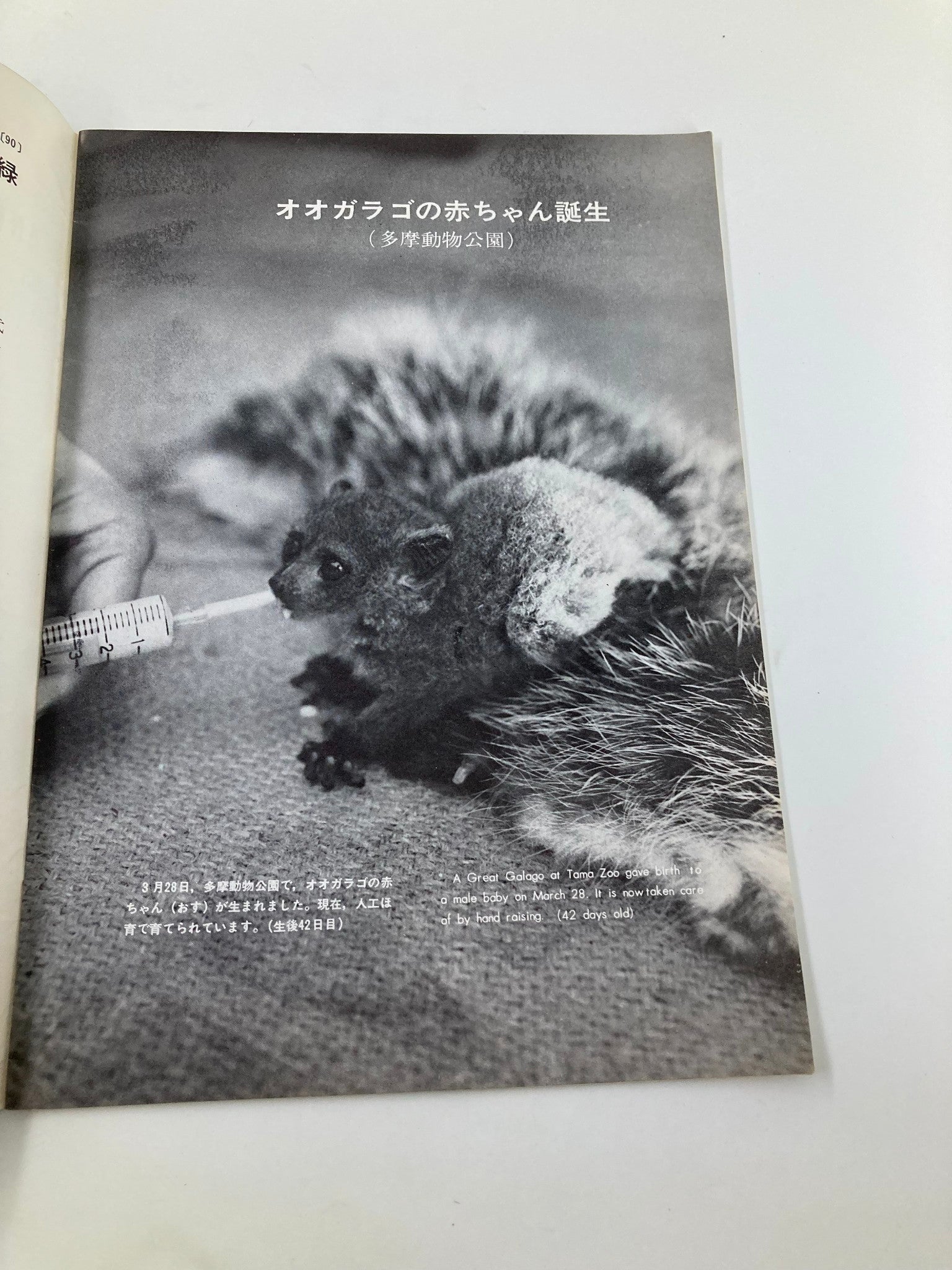 Image of a baby Galago at Tama Zoo, featured in the VTG Animals and Zoos Magazine 1972 Tokyo Zoological Park Society. The photo captures the moment of the newborn's care, emphasizing wildlife conservation efforts.