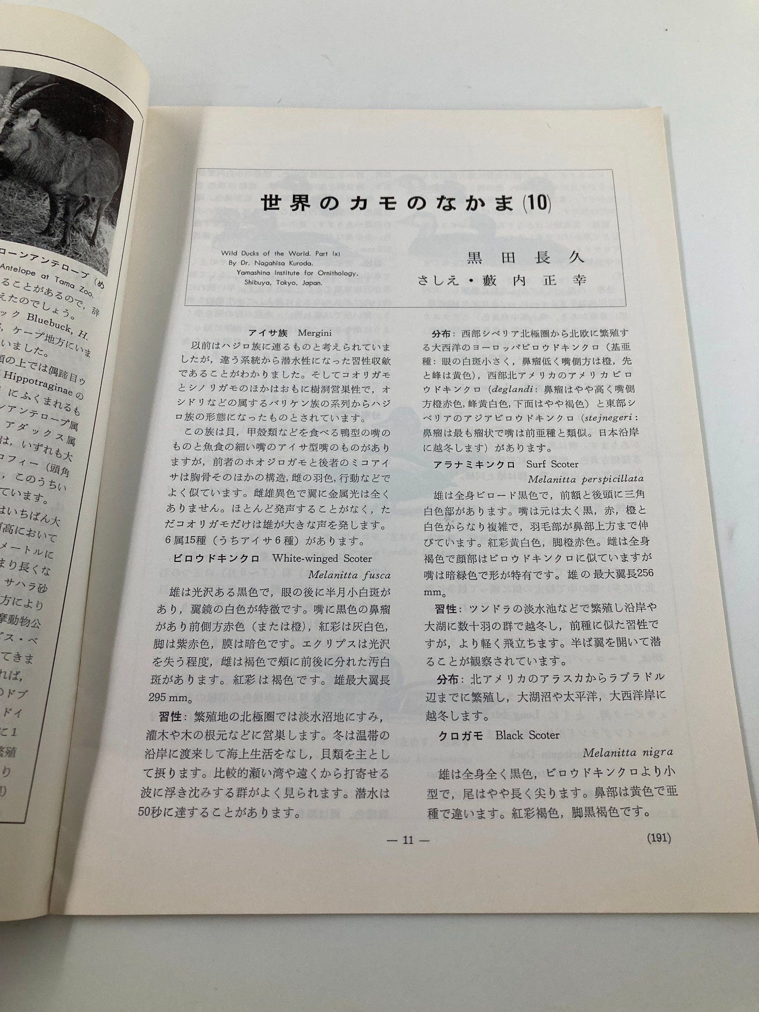 Article page from VTG Animals and Zoos Magazine 1972 Tokyo Zoological Park Society discussing wild ducks of the world, authored by Dr. Nagahiro Kuroda. The text and images provide insights into ornithology.