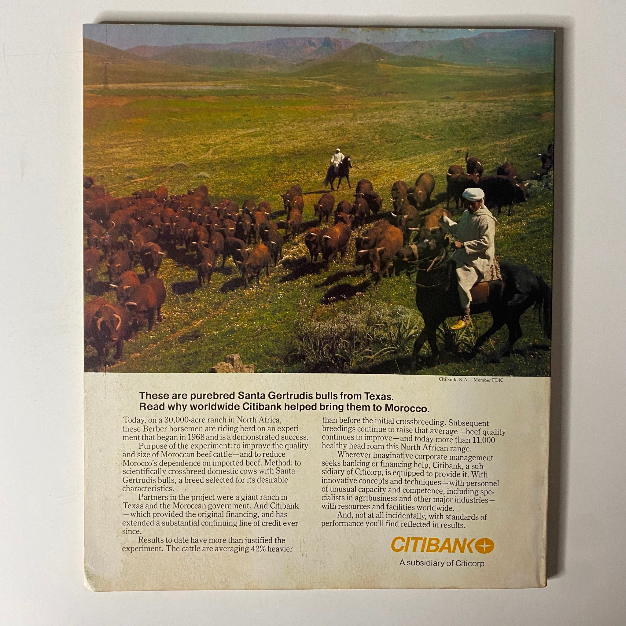 Back cover of Fortune Magazine, September 1977, displaying a scenic image of Santa Gertrudis bulls and a rancher, along with Citibank advertisement information.