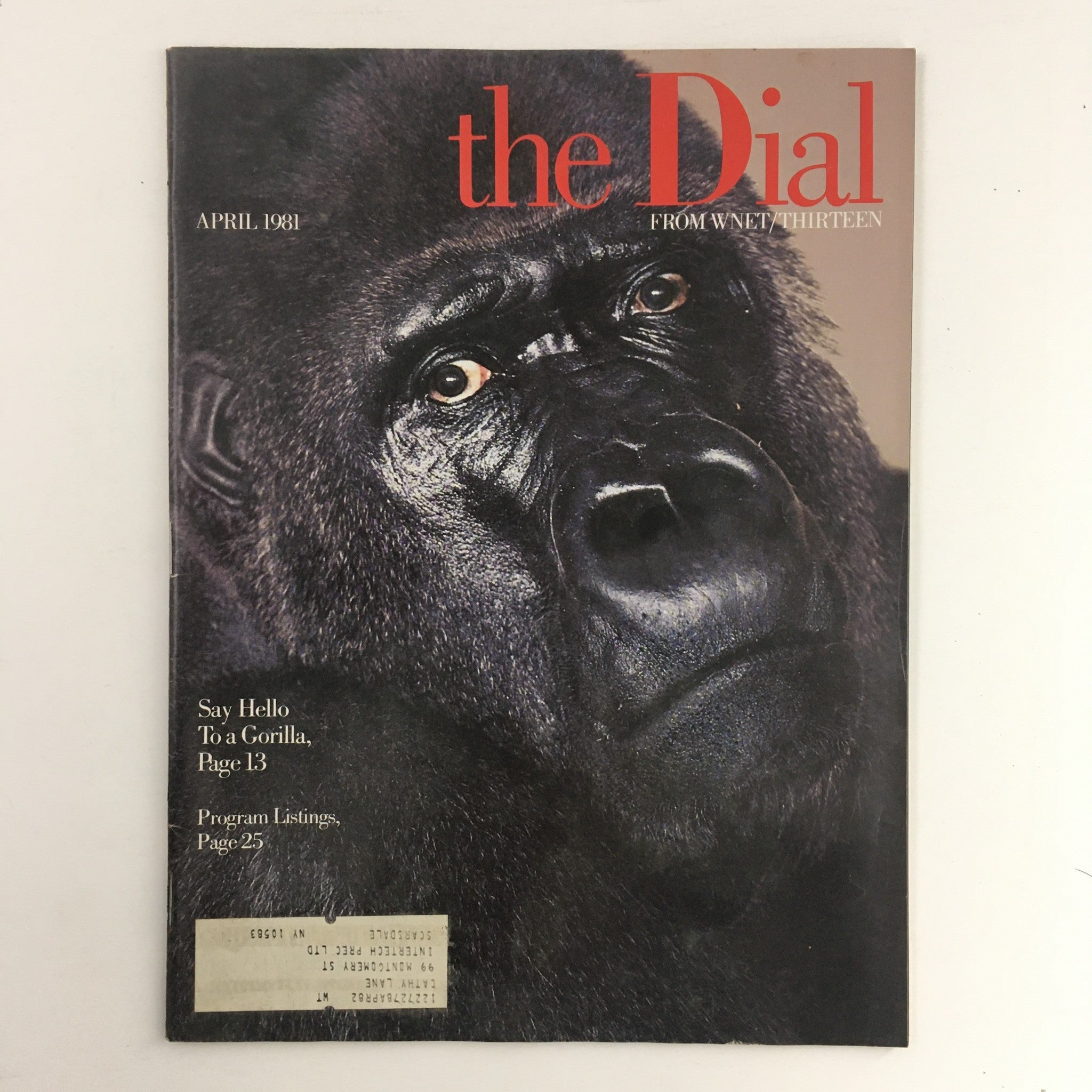 The Dial Magazine April 1981 cover featuring a close-up of a gorilla's face, highlighting the 'Say Hello To A Gorilla' feature. This vintage magazine is a collectible item showcasing cultural nuances from the early 1980s.
