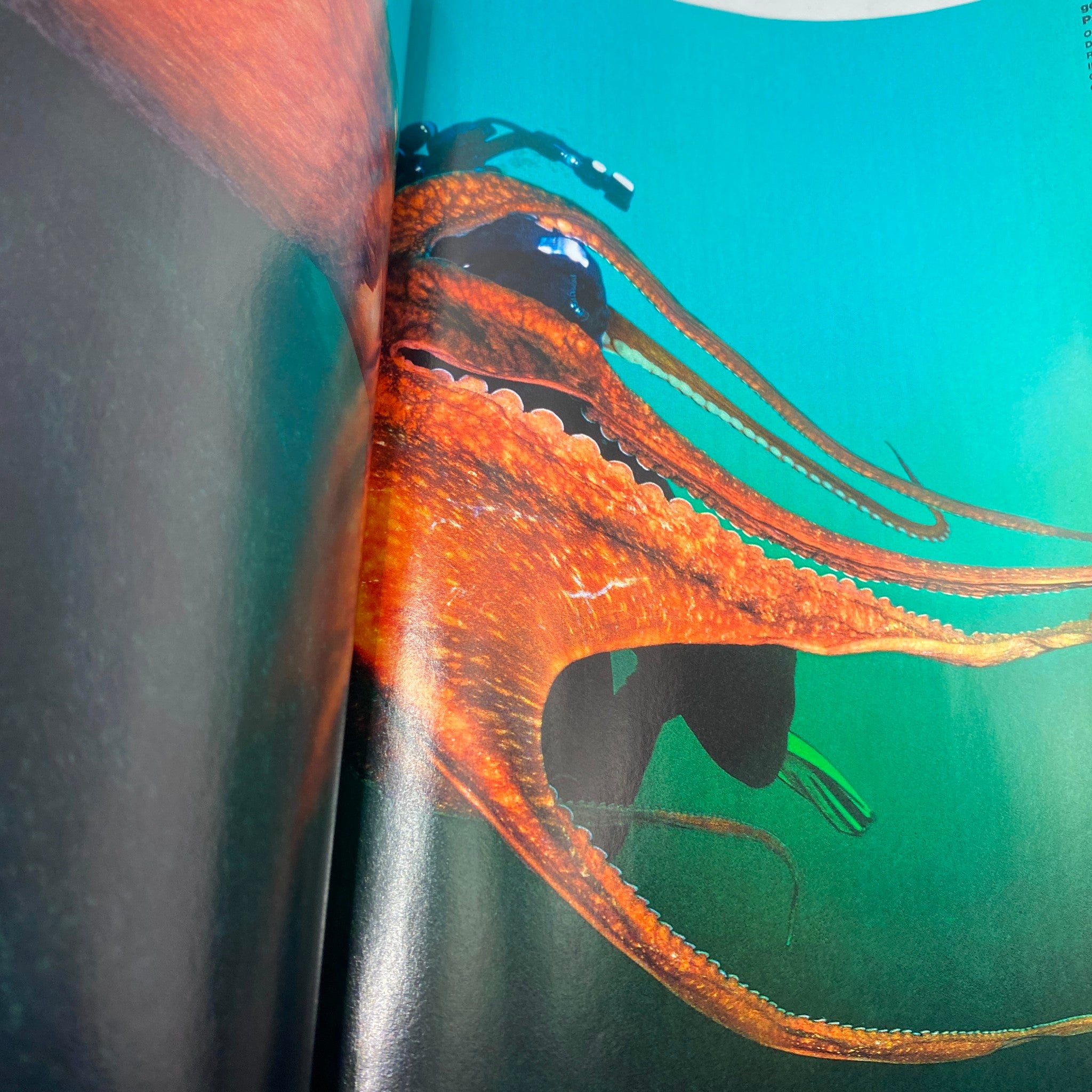 Photo France July 2006 No. 431 Adriana Lima & Ellen von Unwerth No Label VG, featuring an underwater scene of a vibrant orange octopus swimming, illustrating marine life and photography excitement.
