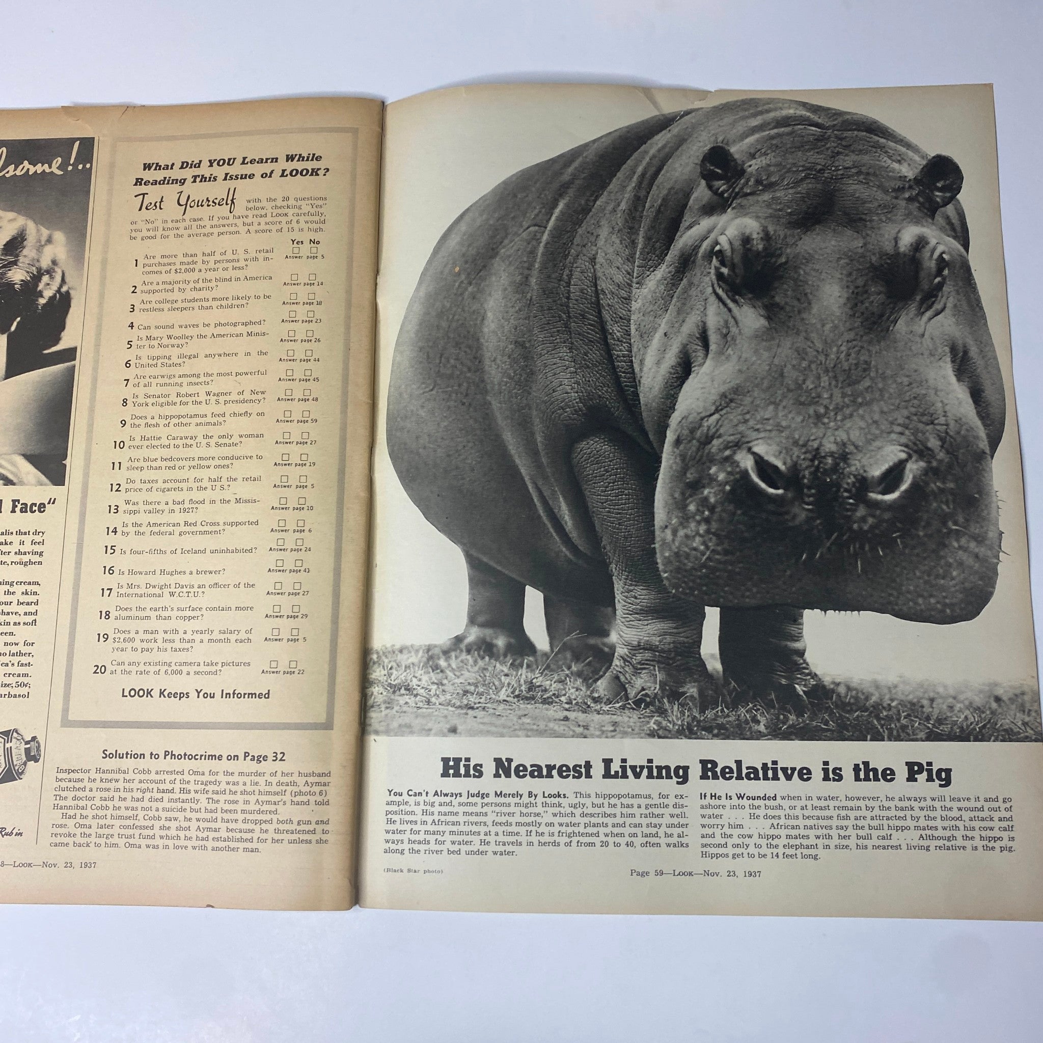 Look Magazine November 23, 1937 - An educational feature about animals, featuring a large and detailed image of a hippopotamus alongside a quiz page.
