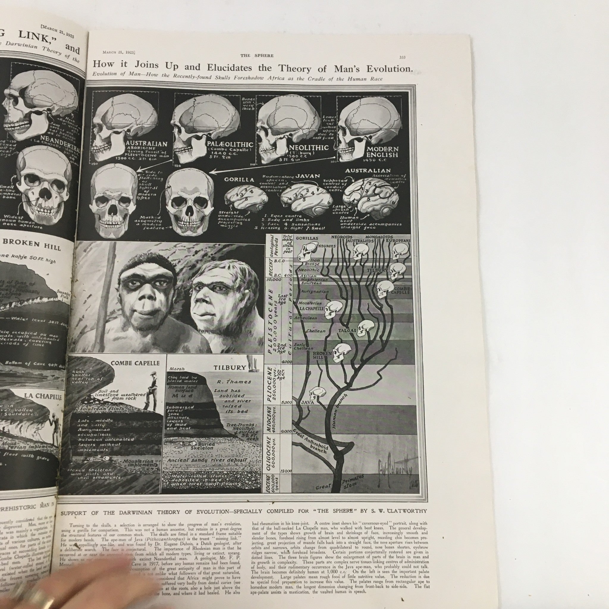 Inside page of The Sphere Newspaper March 21 1925, illustrating the evolution of man's development with diagrams and images.